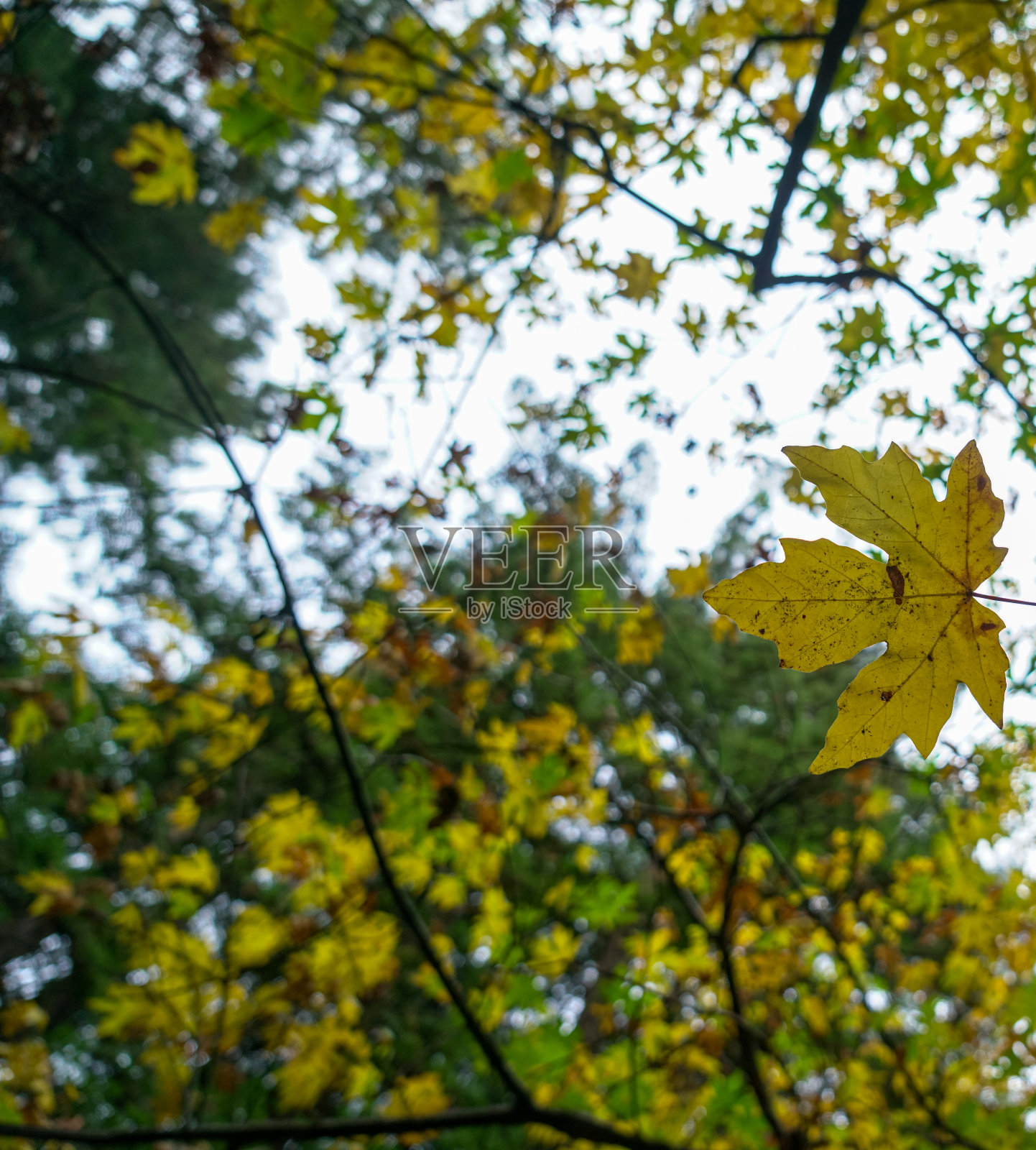 加州奥克兰华金米勒公园里美丽的绿色和黄色树叶照片摄影图片