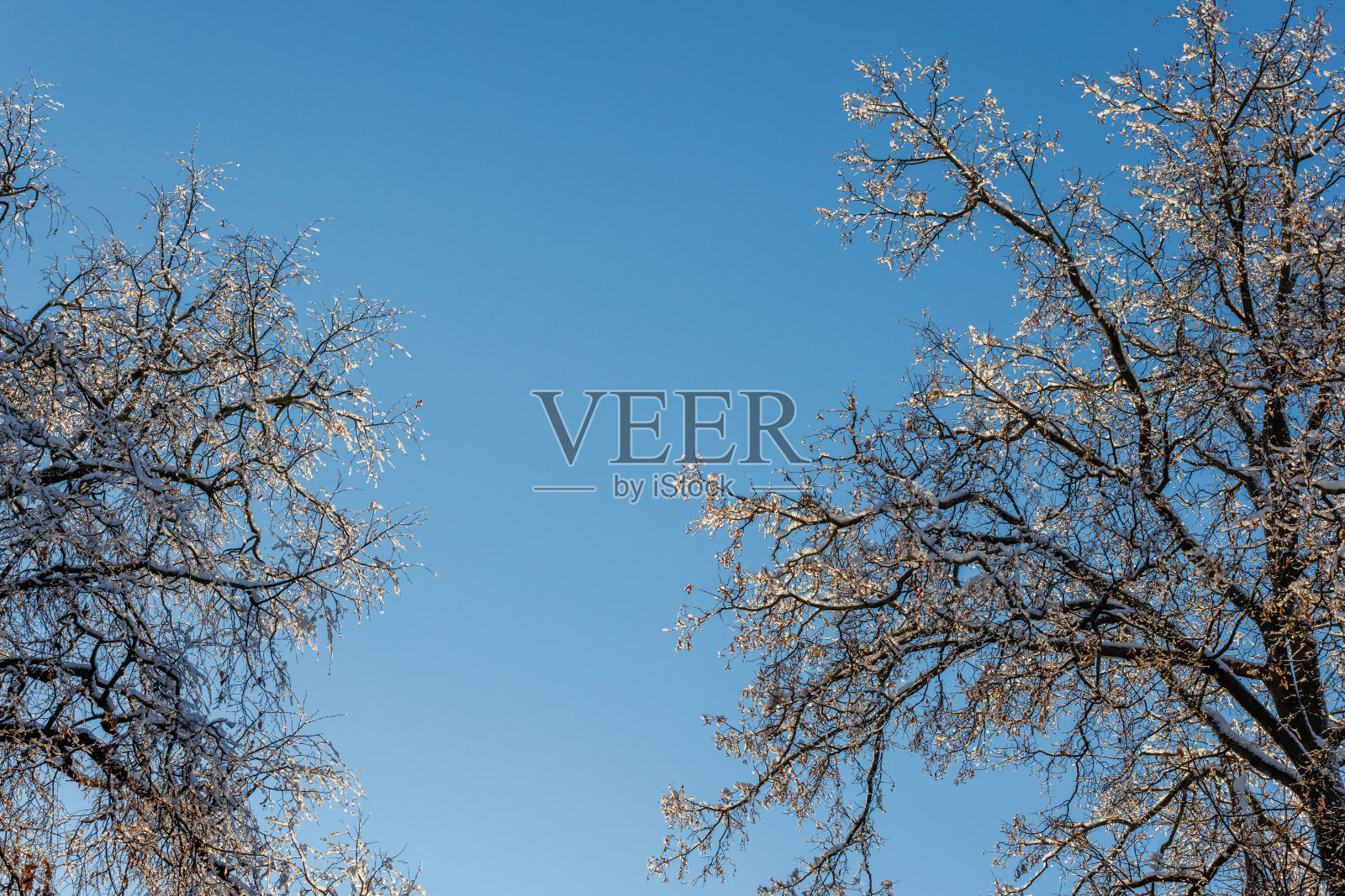 雪覆盖在光秃秃的树枝上，天空湛蓝，阳光直射照片摄影图片