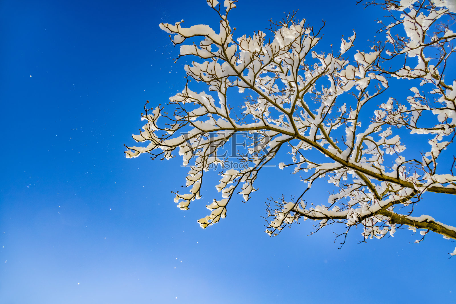 雪白的树和美丽的蓝天照片摄影图片