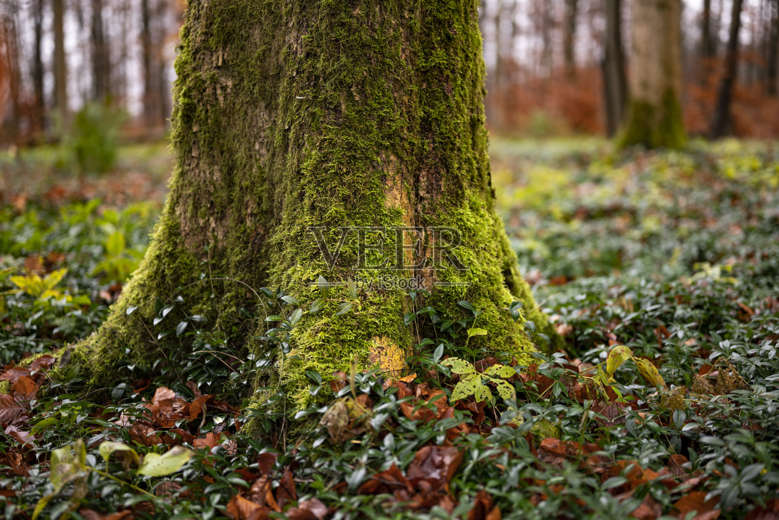长满绿色苔藓的山毛榉树干照片摄影图片