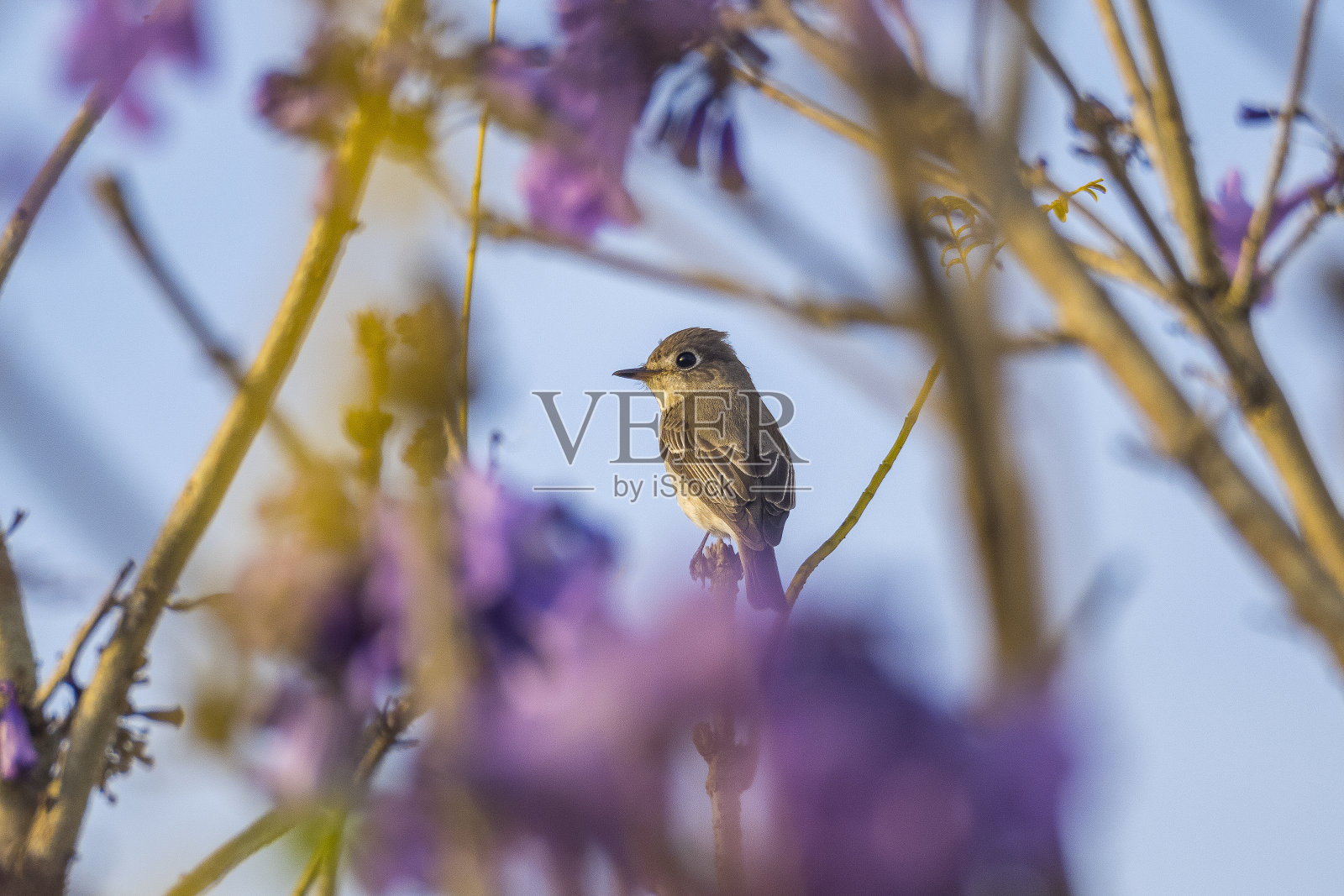 亚洲褐蝇和一个模糊的紫色花前景照片摄影图片