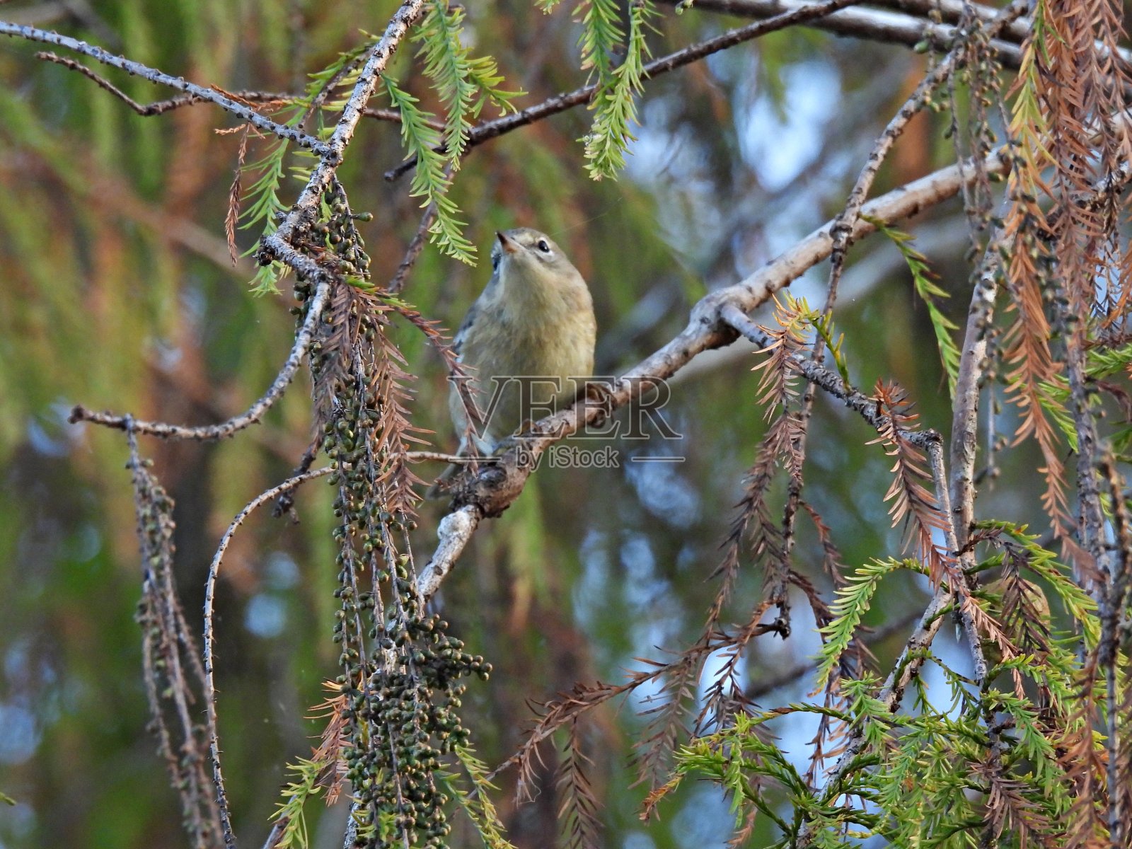 松莺栖息在树枝上照片摄影图片