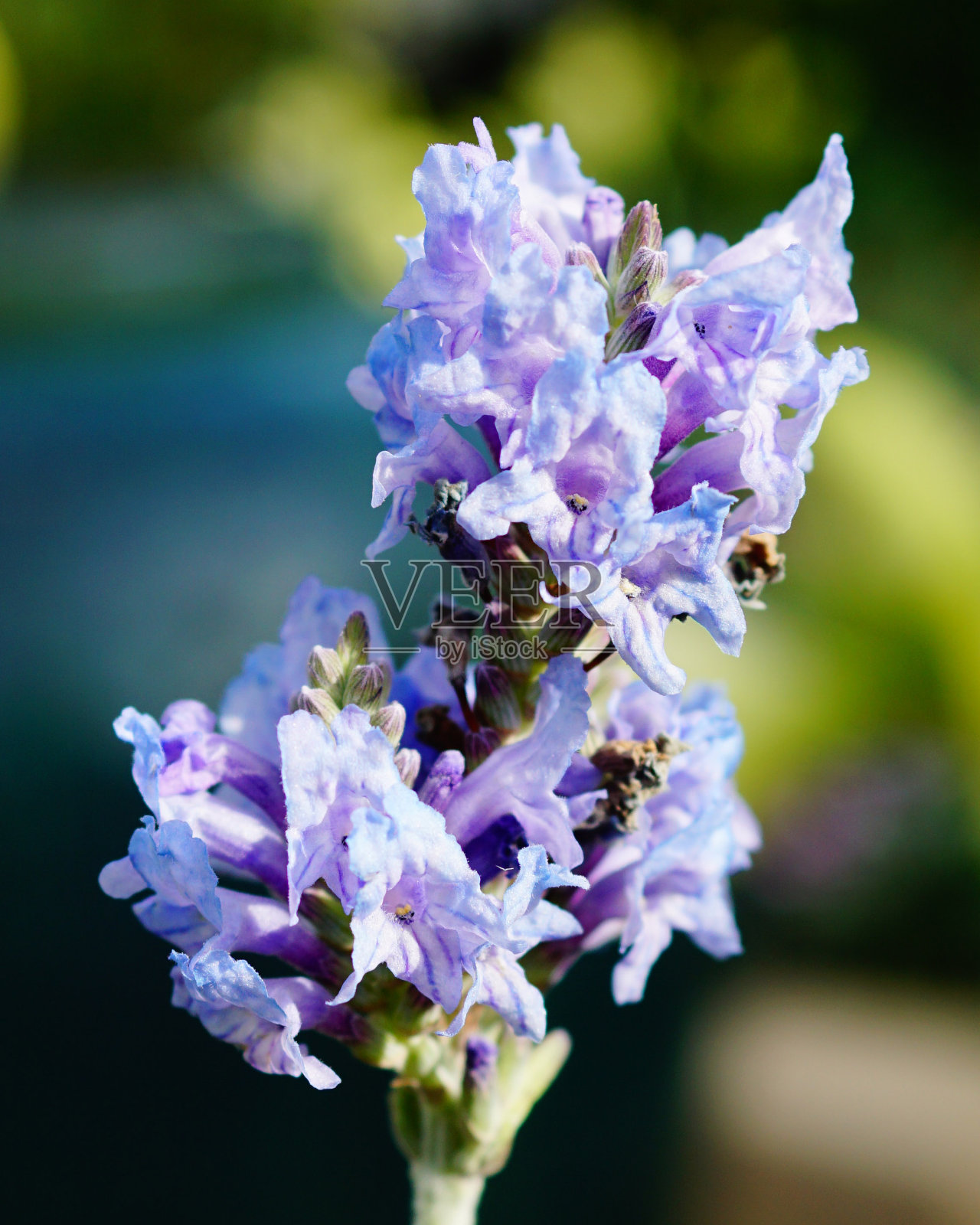 薰衣草照片摄影图片