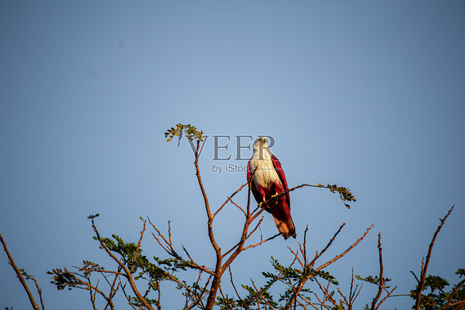 鹰照片摄影图片