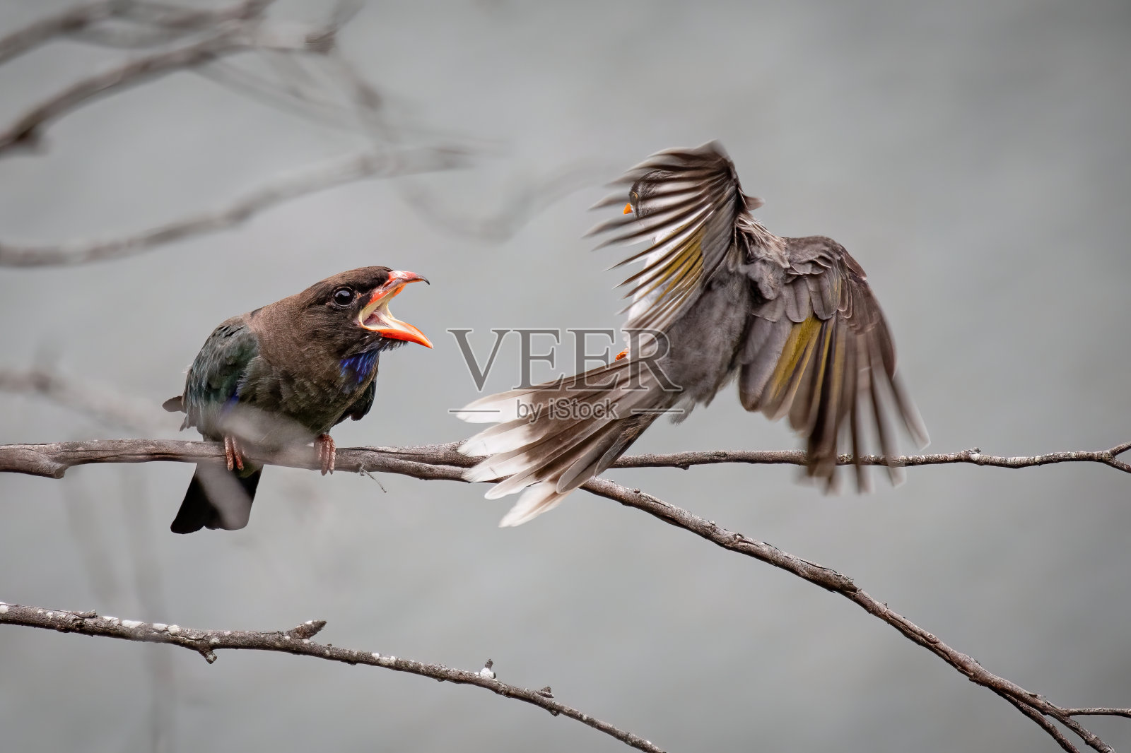 美元鸟告诉吵闹的矿工去哪里照片摄影图片