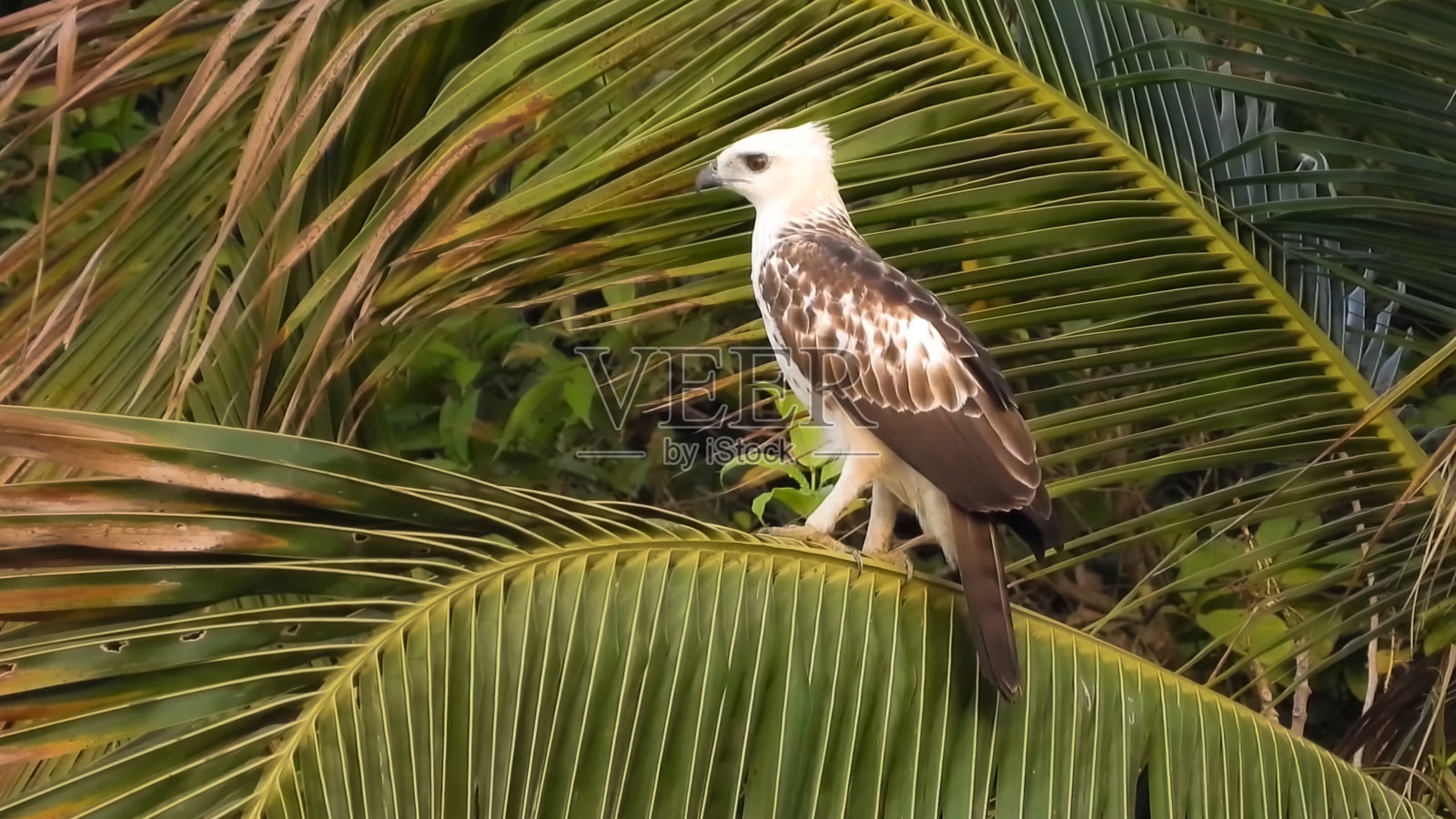 多变的鹰鹰白色变形。变色鹰-鹰(日文鹰)照片摄影图片