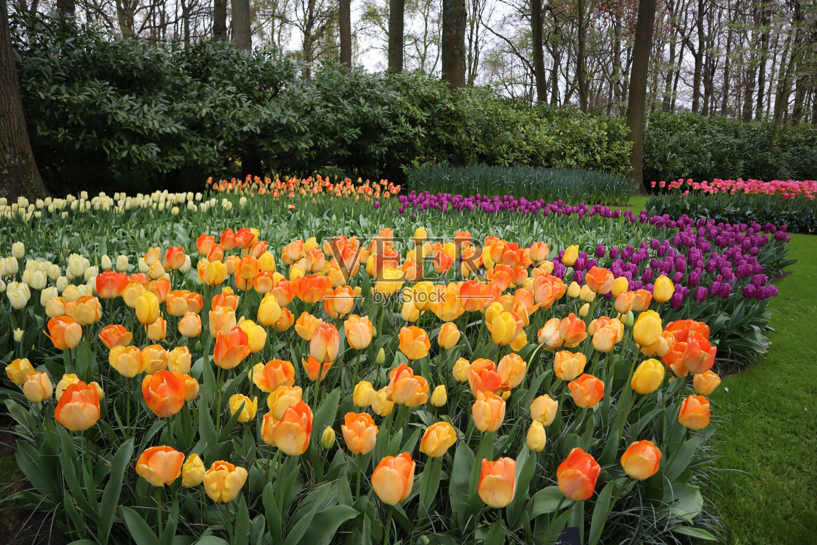 在库肯霍夫花卉公园，早春的灌木丛和树木映衬下的橙色花朵。照片摄影图片
