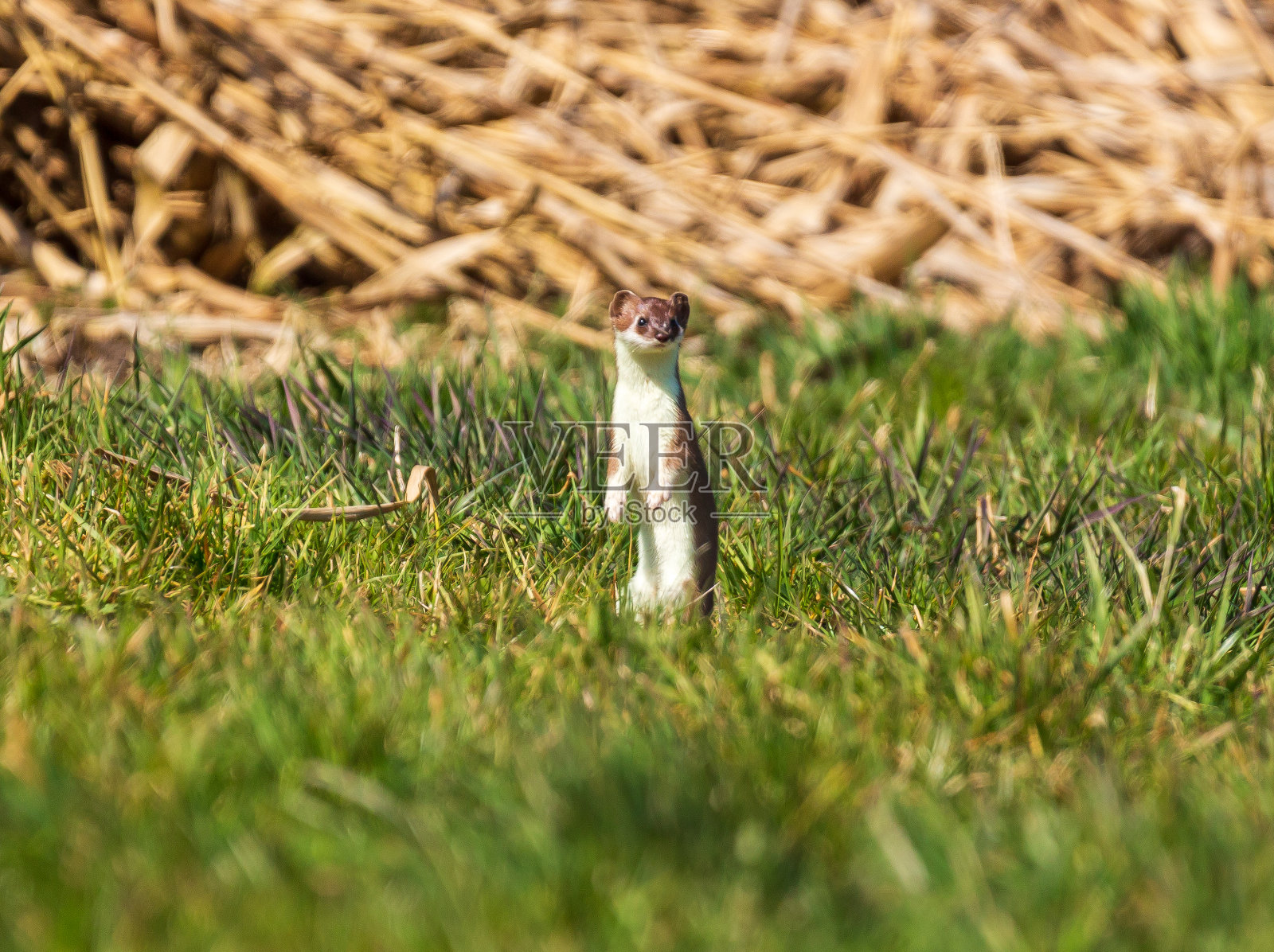 银鼠(鼬鼠)，也大鼬鼠照片摄影图片