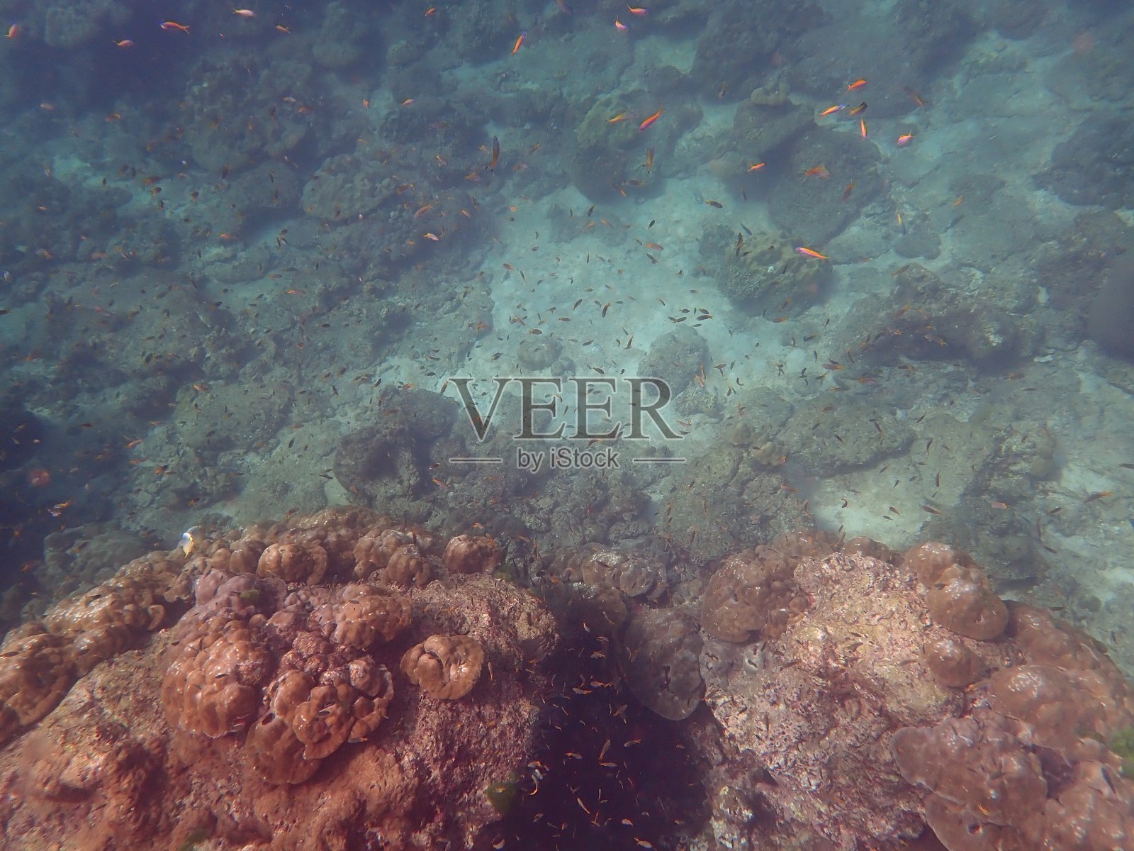 在泰国Koh Rok吃鱼照片摄影图片