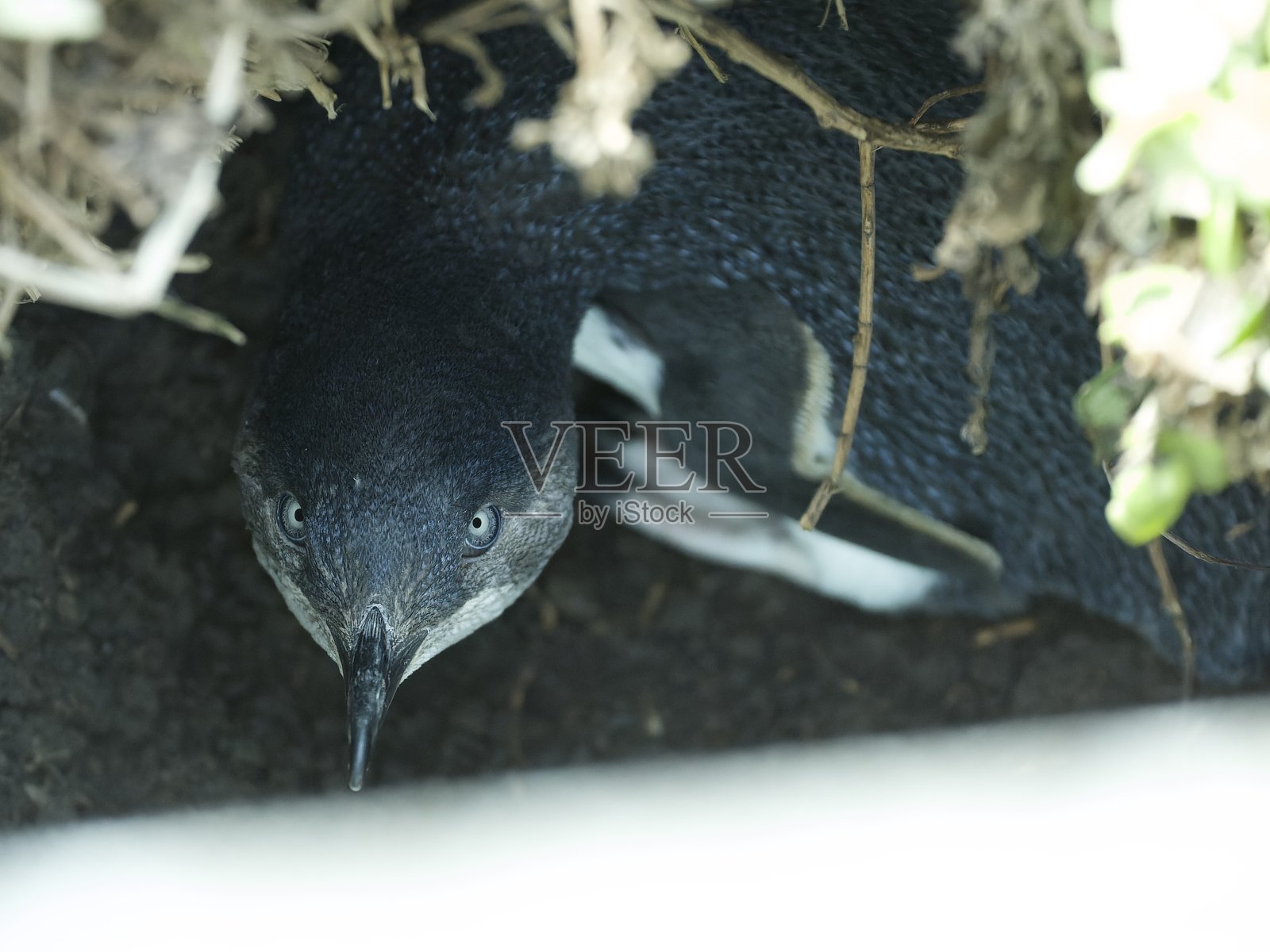 小企鹅照片摄影图片