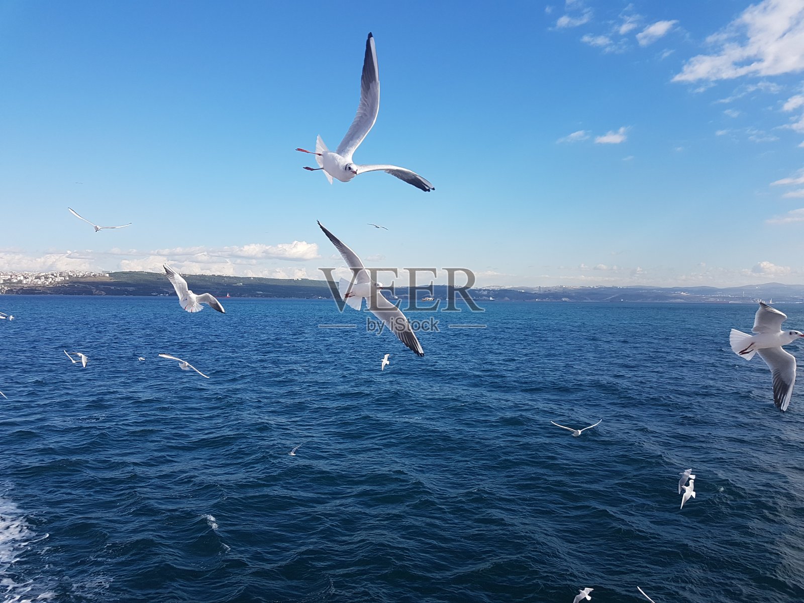 飞鸟海照片摄影图片