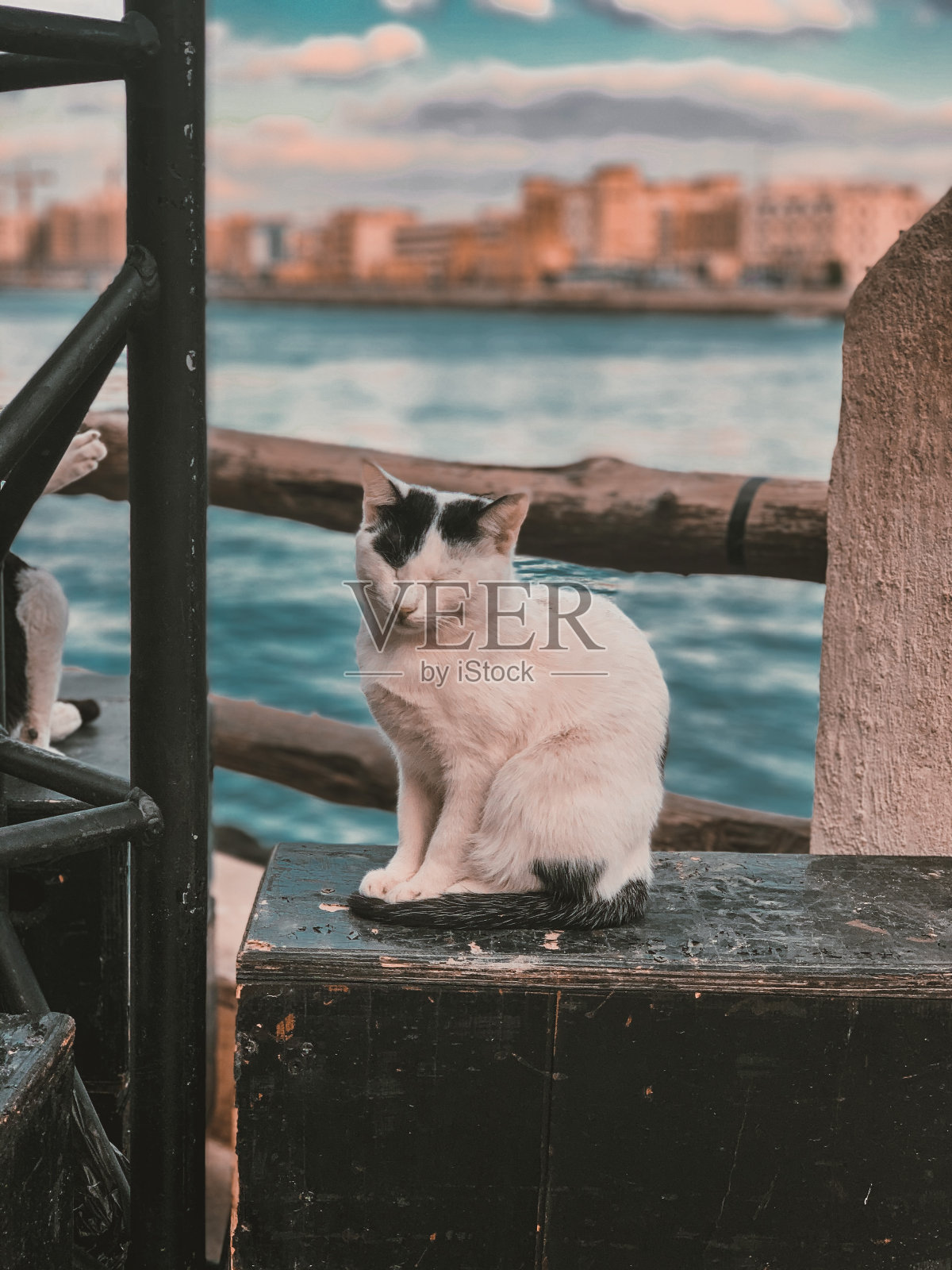 小溪里的猫照片摄影图片