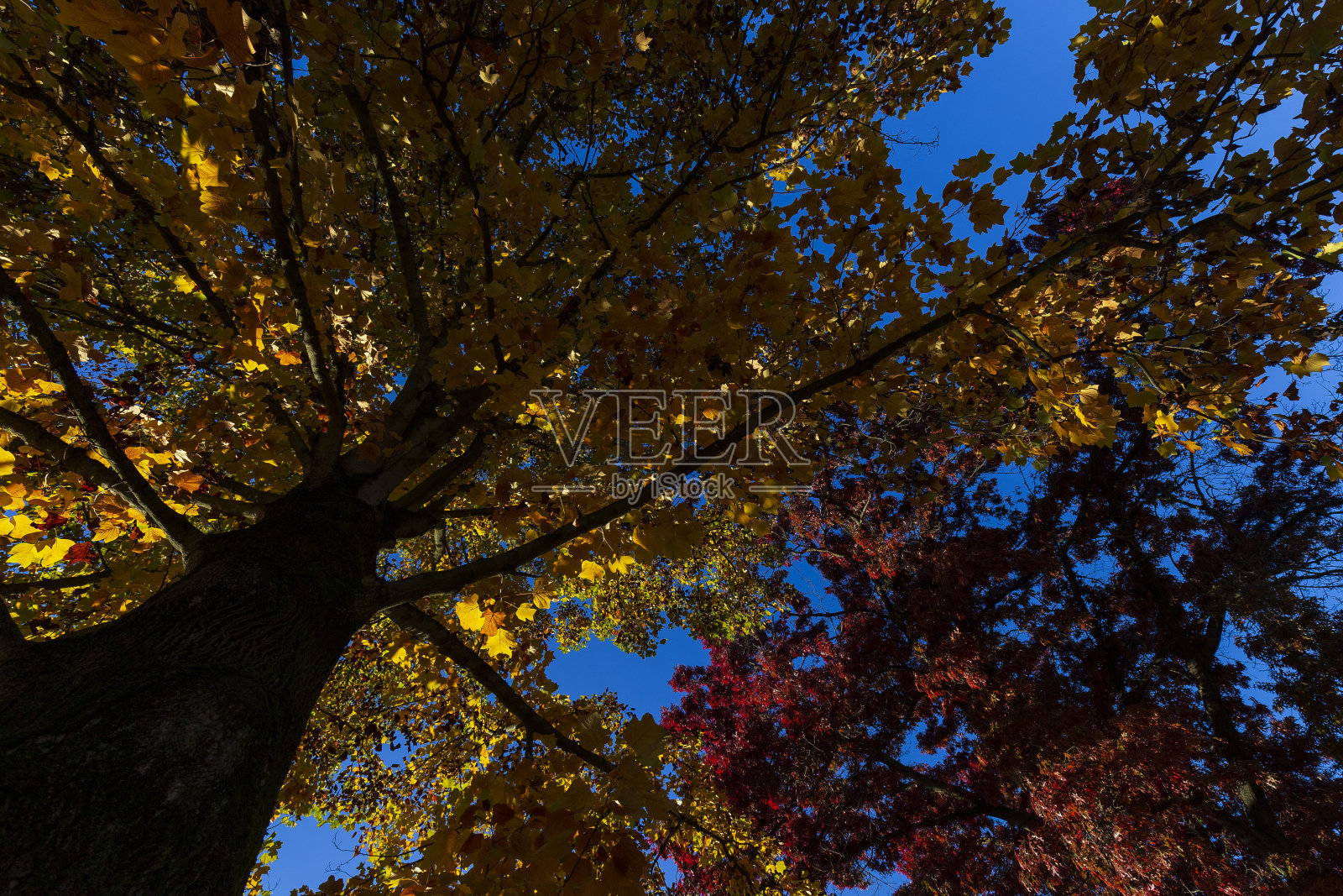 秋天的颜色的树叶照片摄影图片