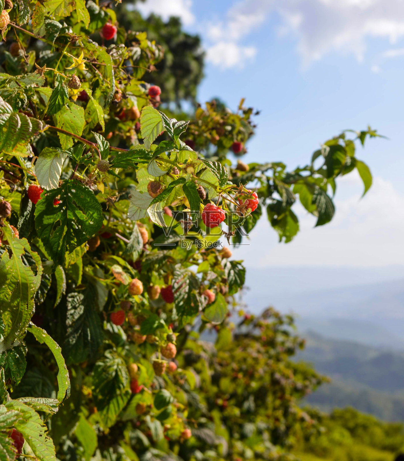 树莓灌木丛照片摄影图片