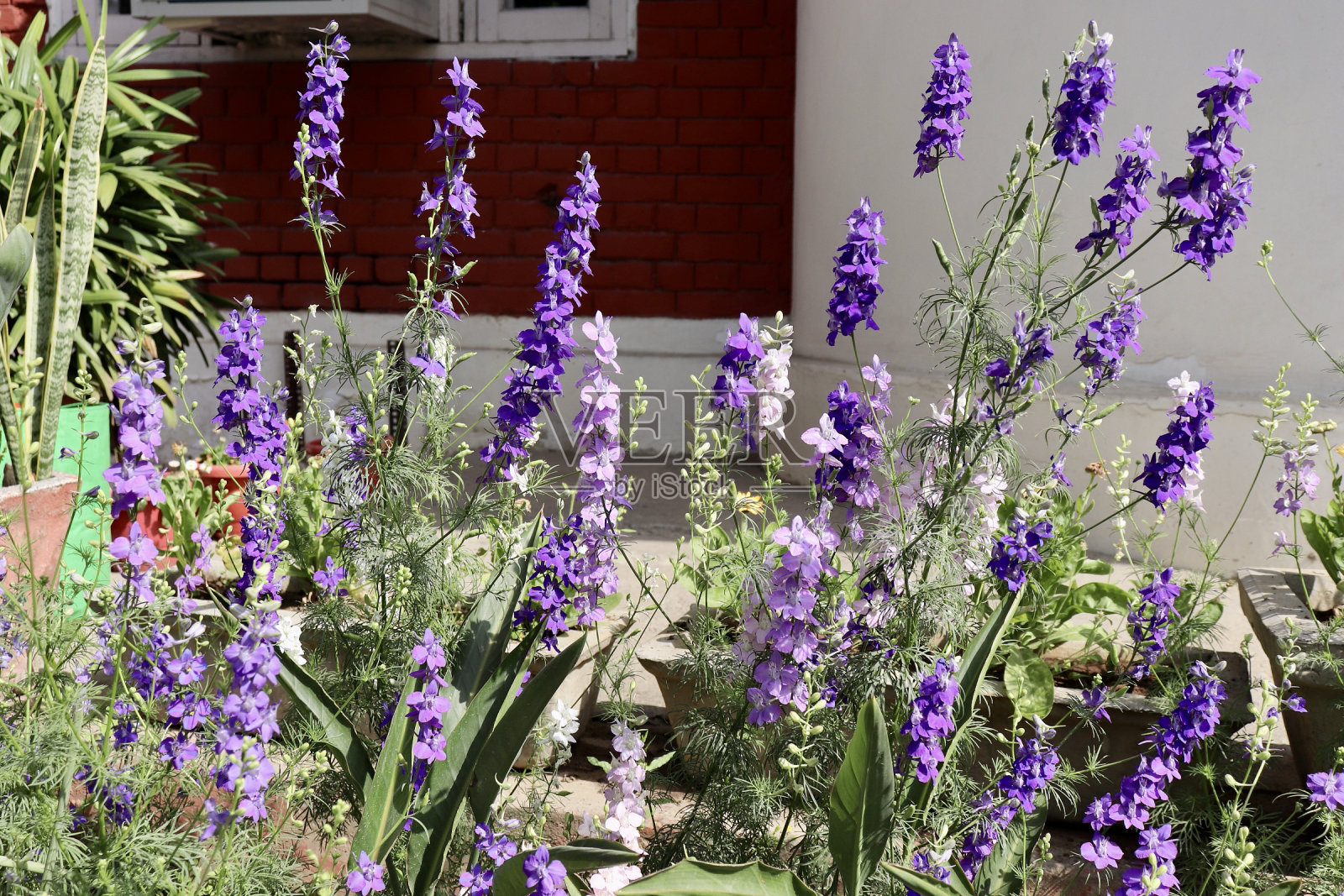 花照片摄影图片