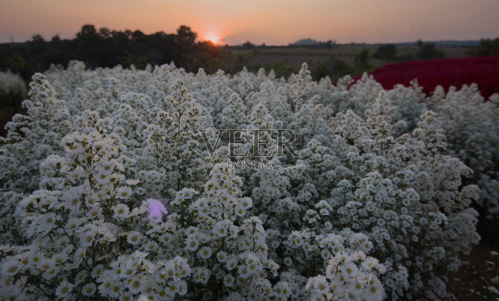 夕阳下的白花照片摄影图片