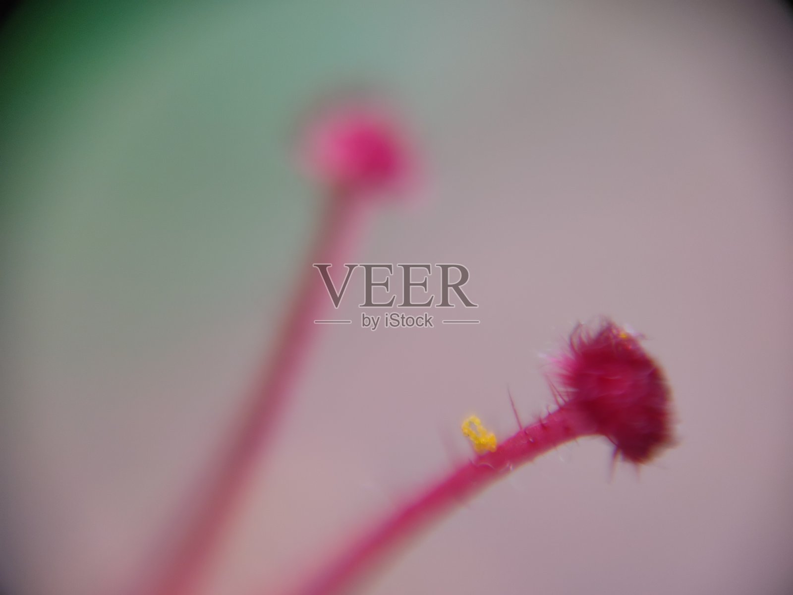 木槿柱头镜像技术照片摄影图片