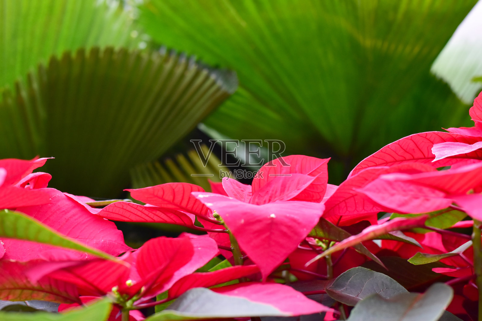 新鲜绿叶自然背景的特写在泰国的花园，重点在叶子和浅深度的领域。照片摄影图片