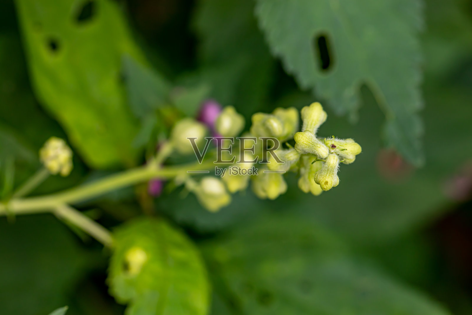 乌头花生长在森林里，近距离观察照片摄影图片