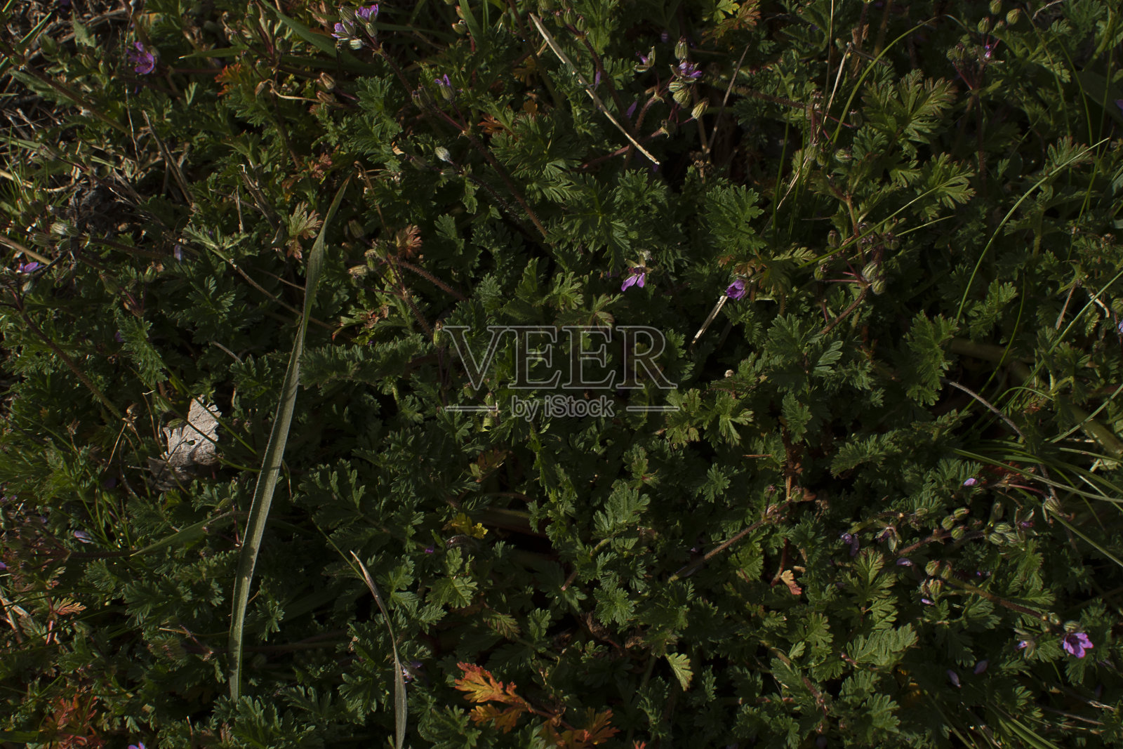 草丛中的野草照片摄影图片