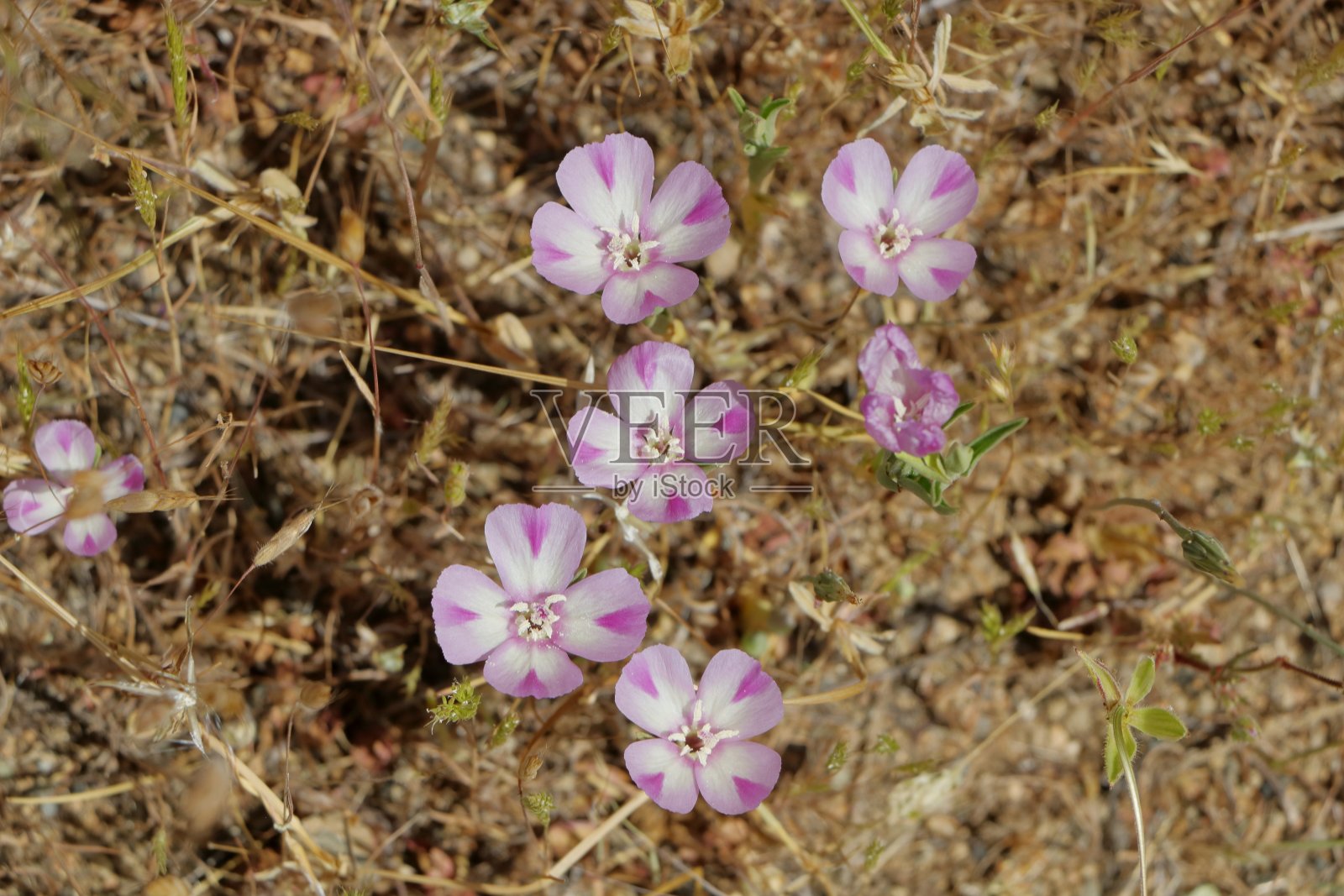 小克拉基亚野花盛开照片摄影图片