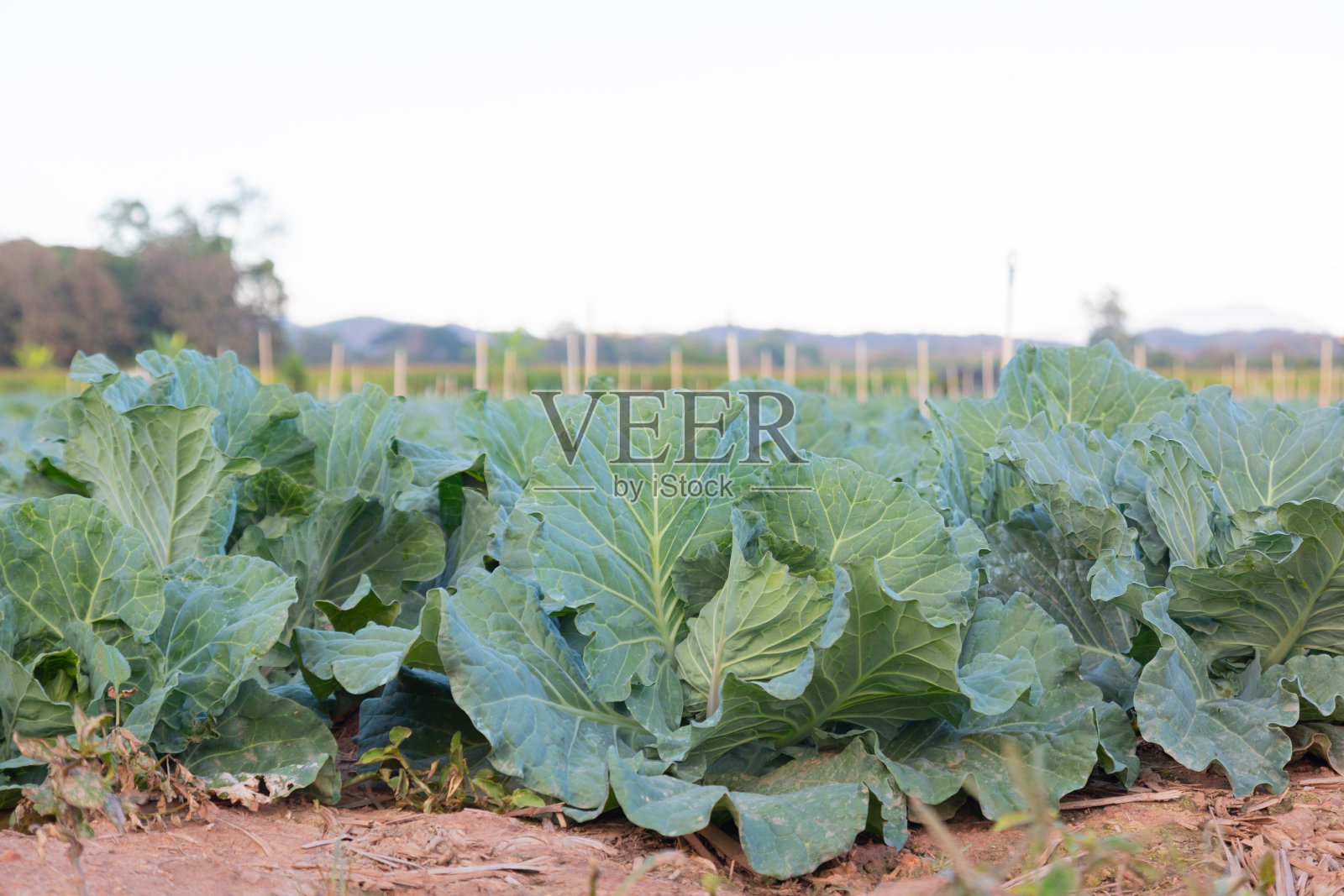 有机农业景观，大量的羽衣甘蓝种植，天空显示农村地区的农业工业。蔬菜是一种可以自然种植的健康食品和配料。照片摄影图片