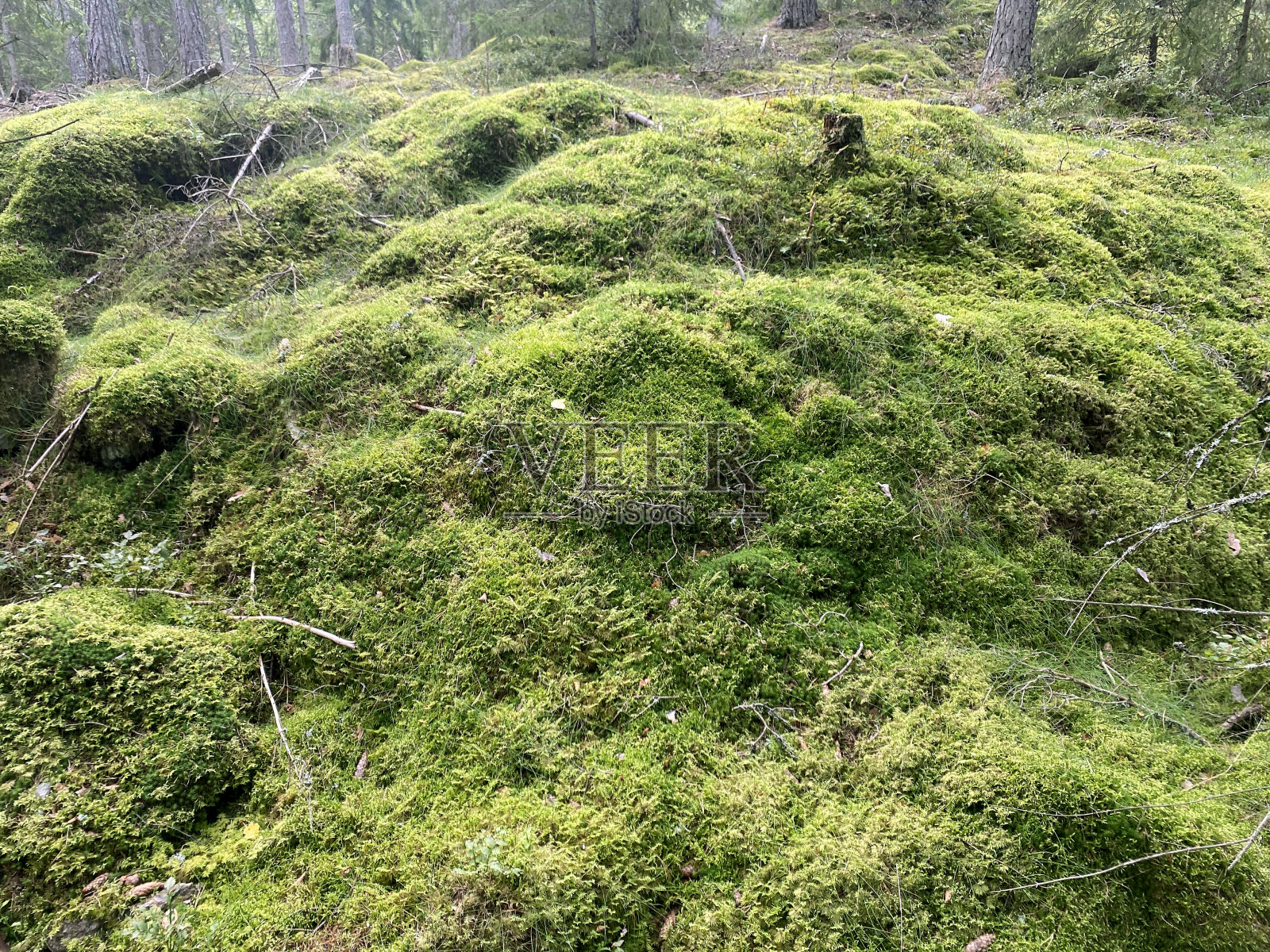 绿色的苔藓和背景中的松树照片摄影图片