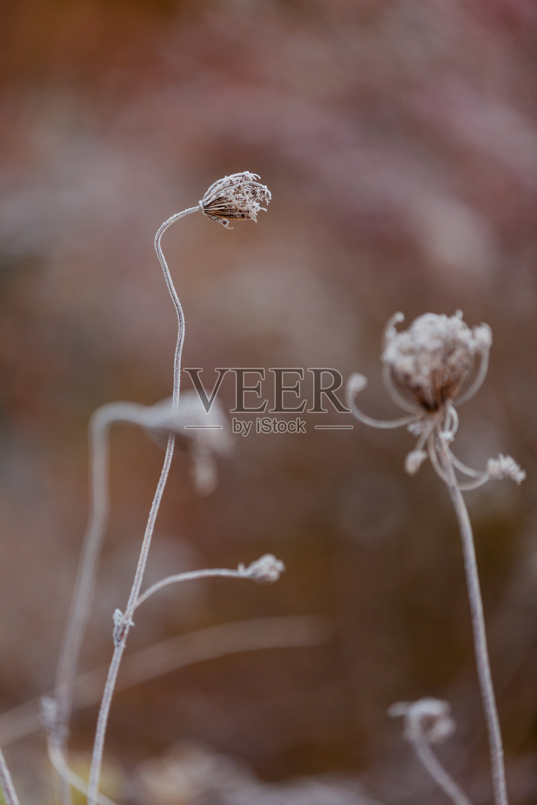 冻花照片摄影图片