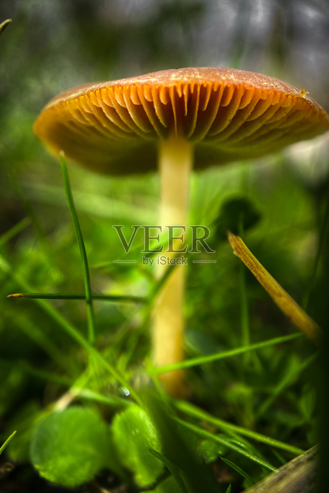 蘑菇照片摄影图片