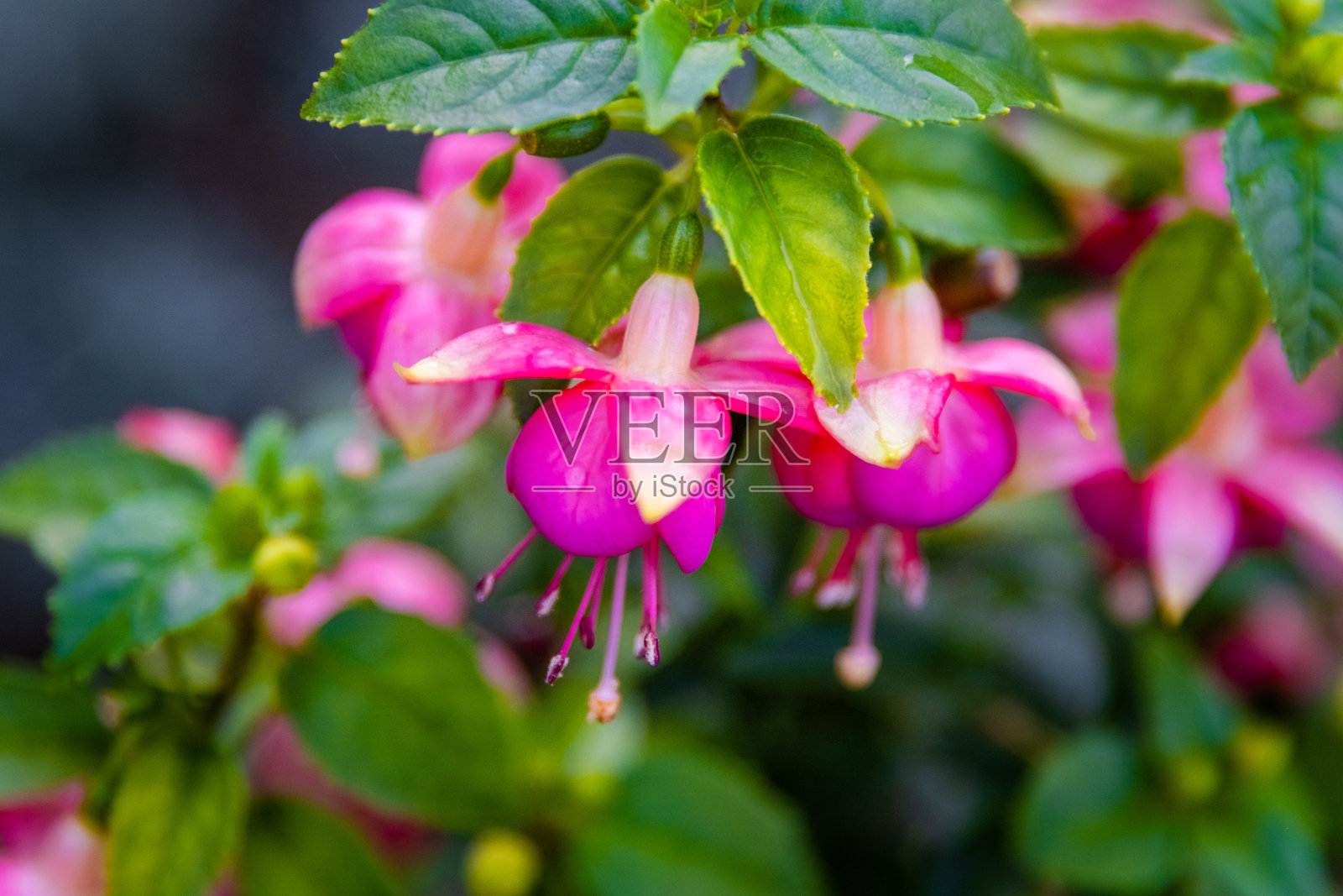 春天的花朵照片摄影图片