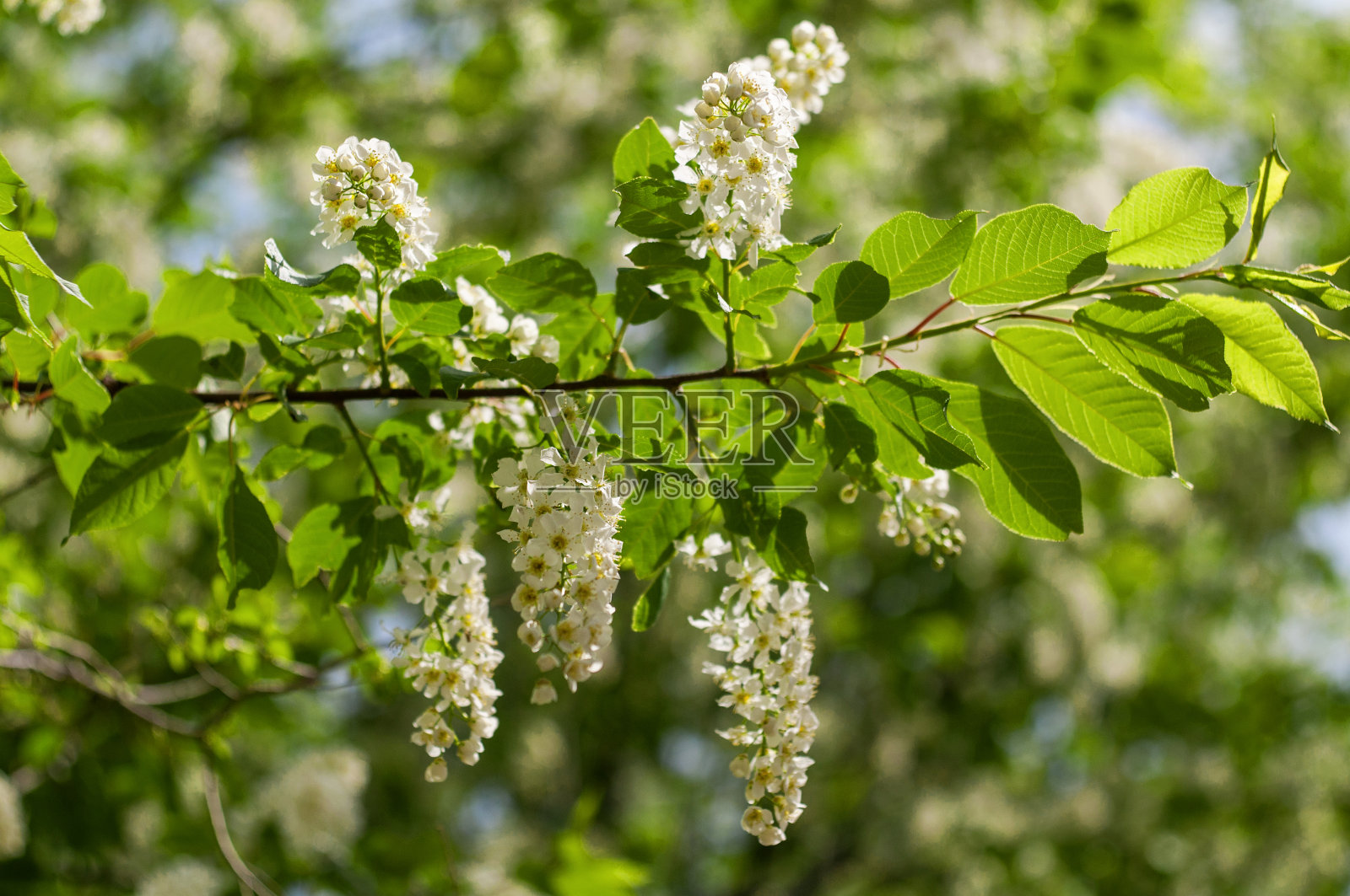 春天盛开的白色丁香树的树枝。照片摄影图片