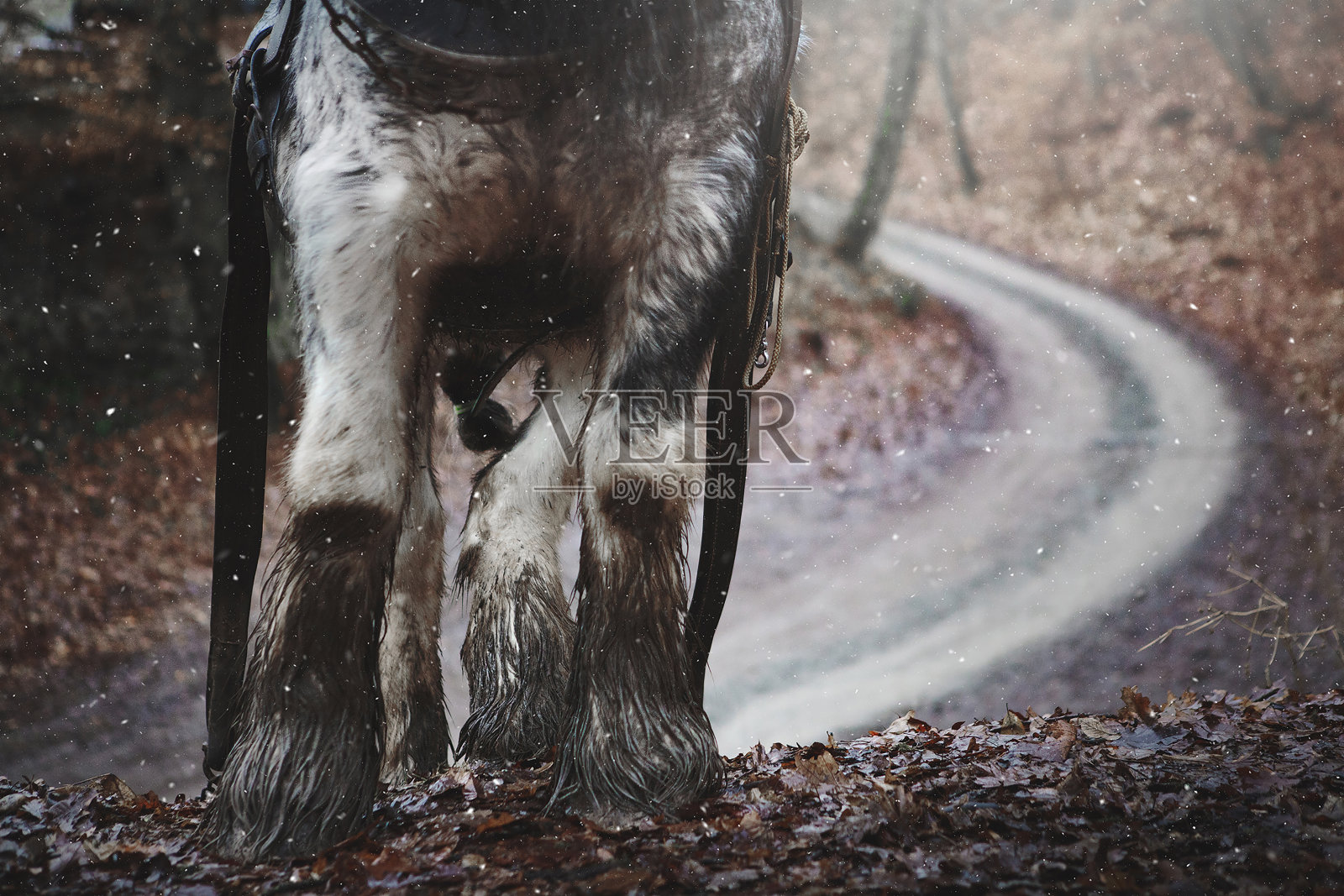 美丽的年轻的马种，爱尔兰雄天鹅吉普赛范纳修补匠在冬季森林，后视图，在森林的木材工作照片摄影图片
