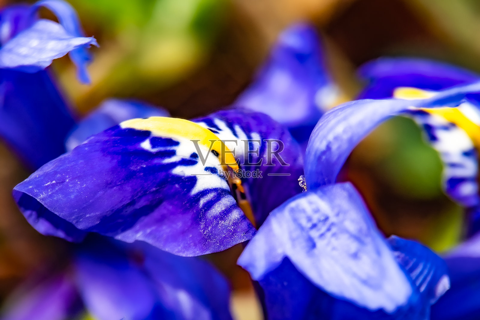 花在花园照片摄影图片