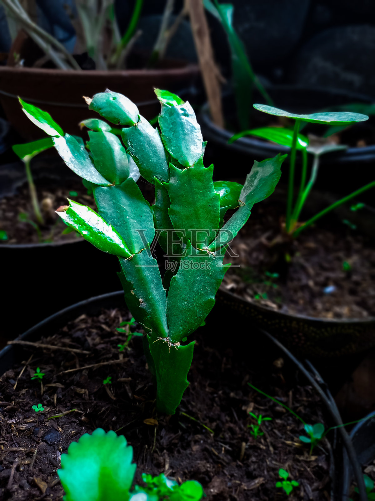 一个小的仙人掌照片摄影图片