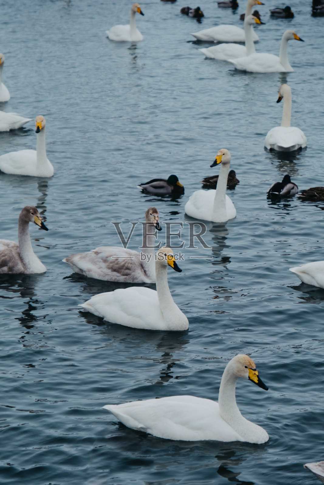 冬天在野外的湖里有白天鹅照片摄影图片