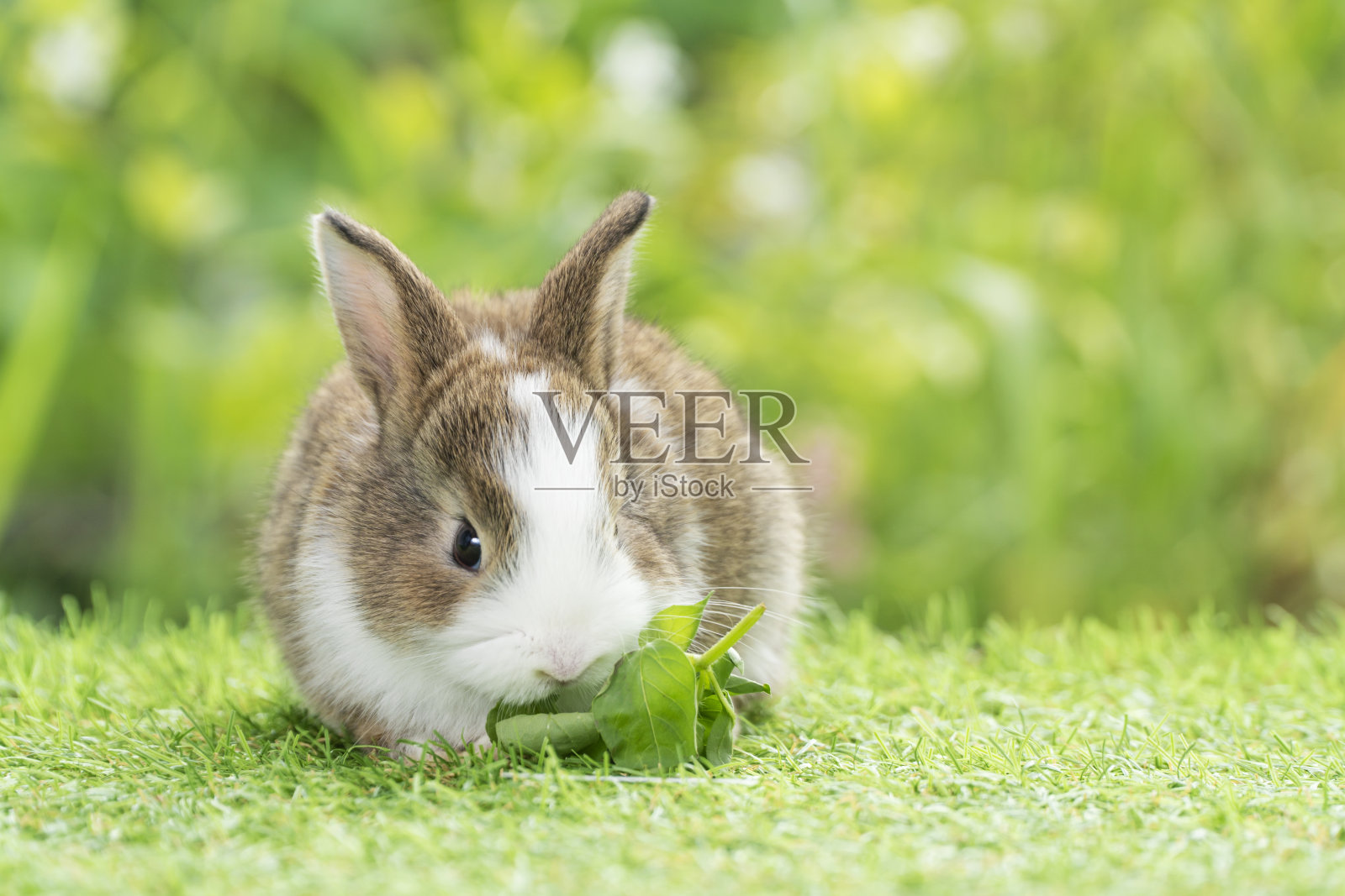 可爱的小兔子兔子白色棕色吃蔬菜，坐在绿色的草地上散景的自然背景。复活节兔子动物概念。照片摄影图片