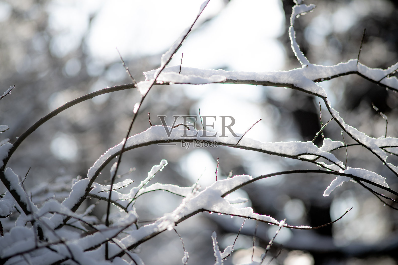 森林里被雪覆盖的树枝的特写照片摄影图片
