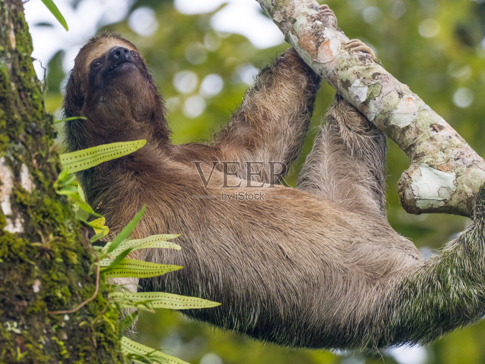 褐喉三趾树懒在野外照片摄影图片