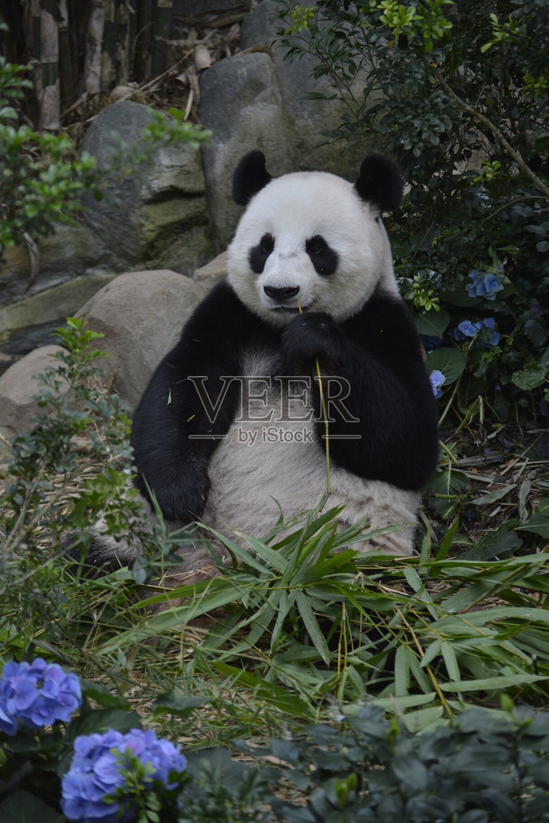 熊猫照片摄影图片