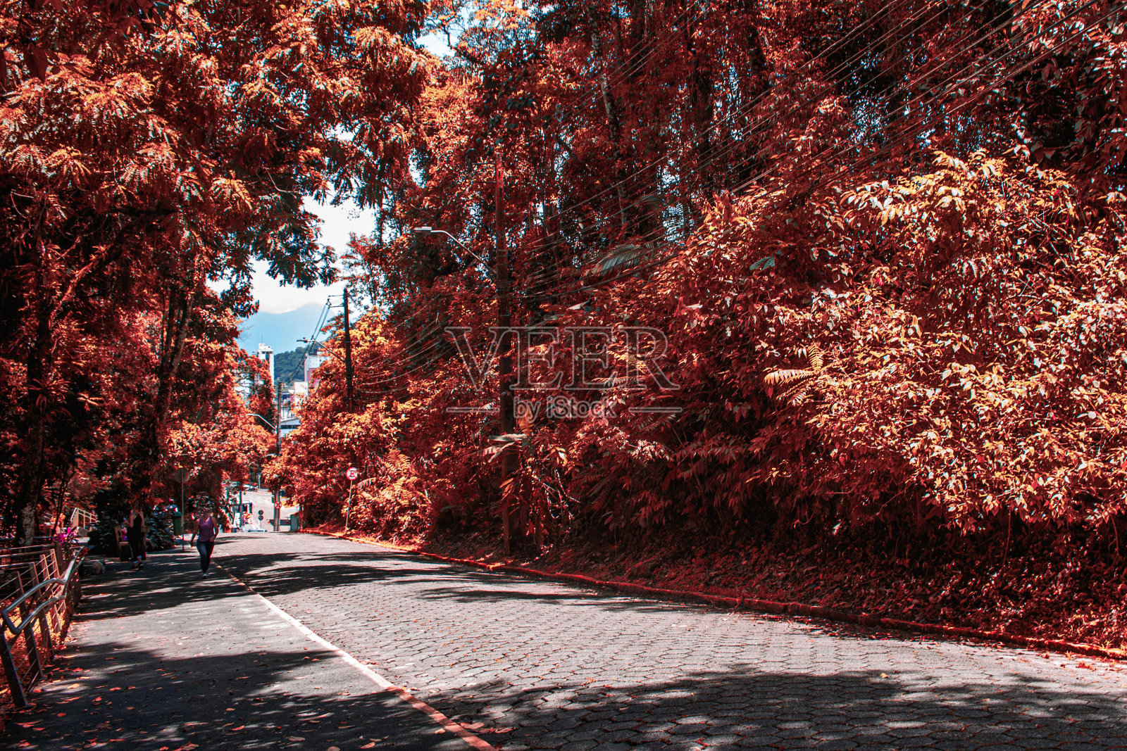 树路径照片摄影图片