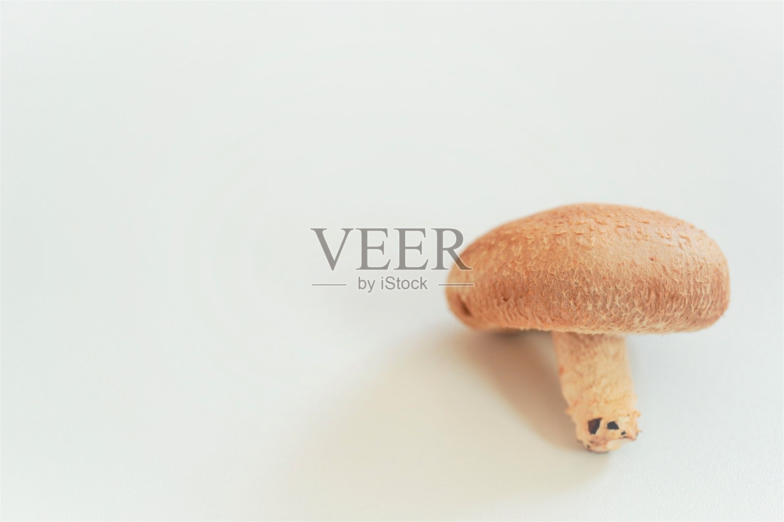 一张白色背景的香菇壁纸照片摄影图片