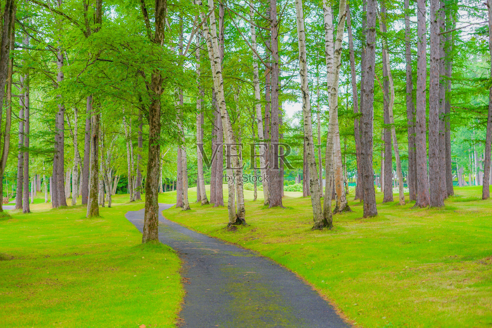 图为北海道富野森林照片摄影图片