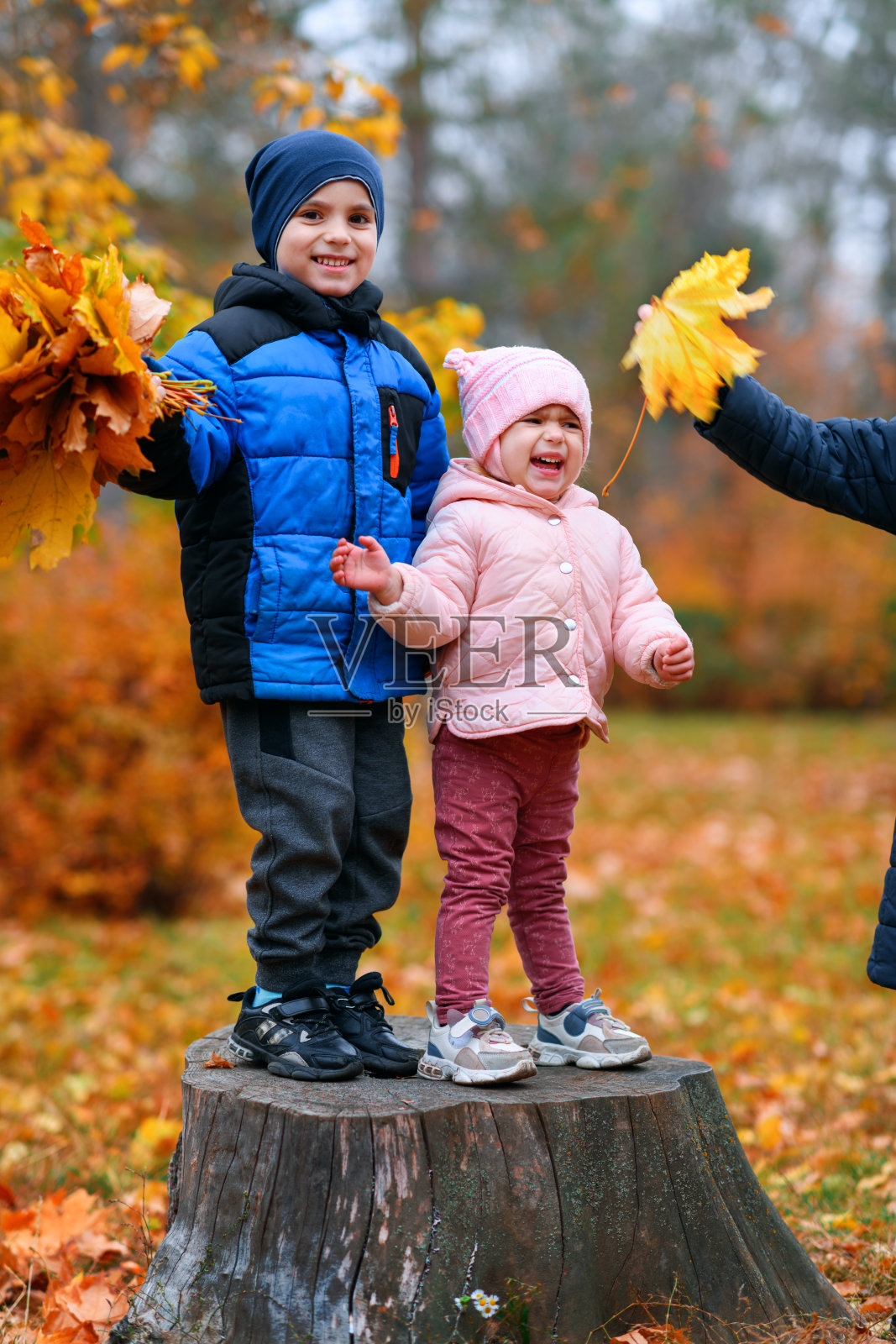 秋天的城市公园里的孩子们的肖像——快乐的人们在树桩上一起玩耍，美丽的大自然以黄色的树叶为背景。照片摄影图片