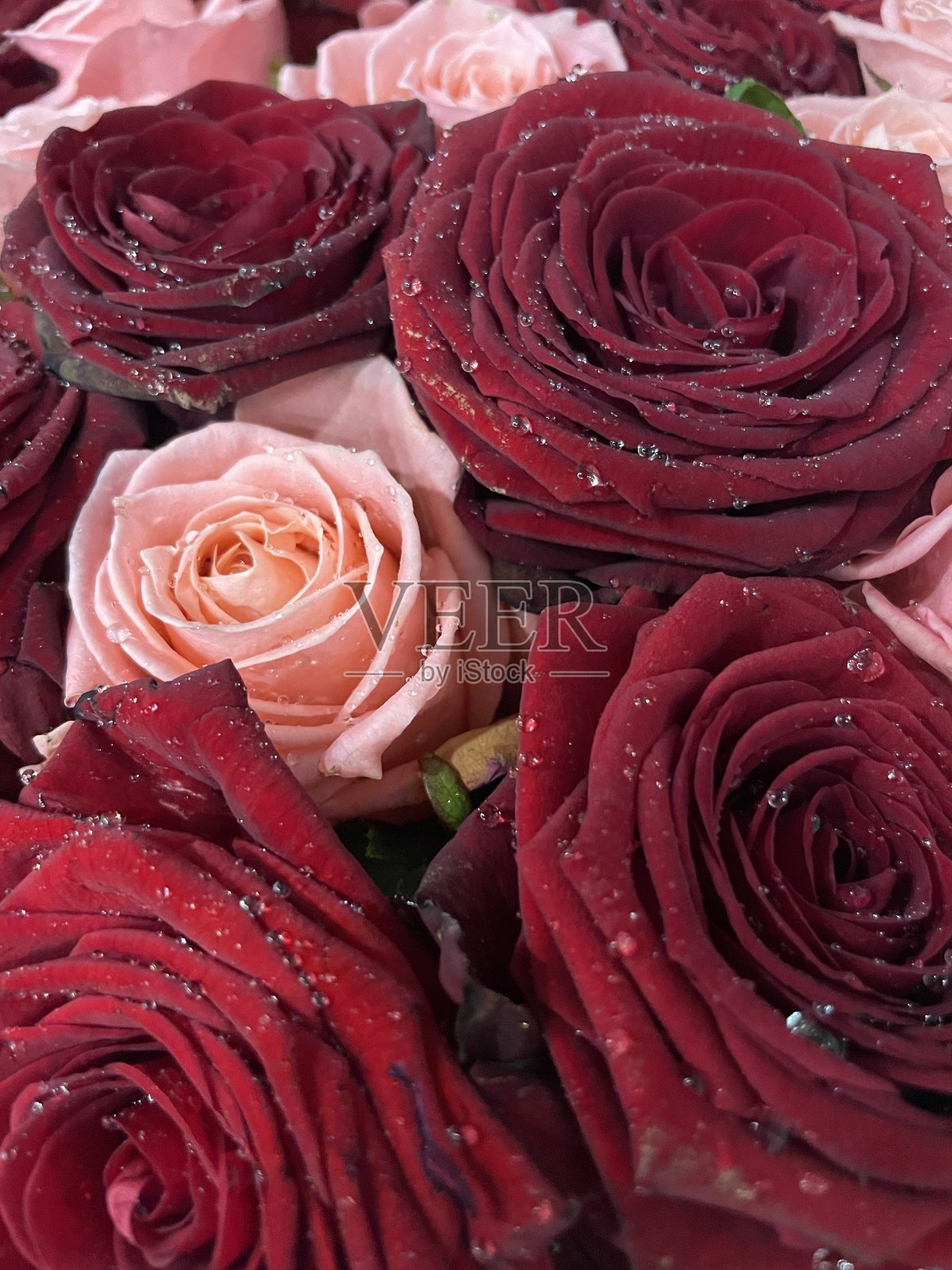 红色和粉色的玫瑰照片摄影图片