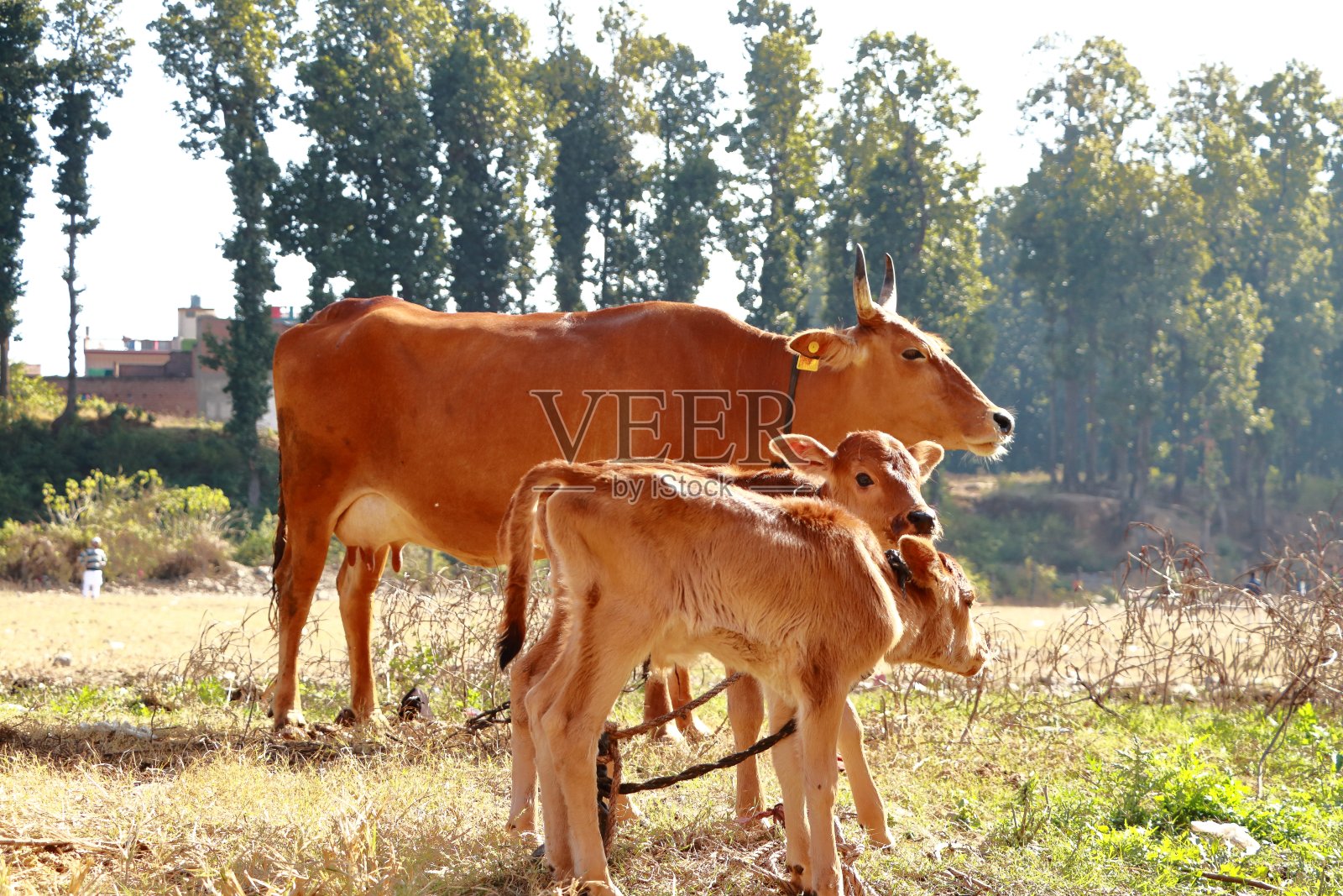 棕色奶牛和他刚出生的双胞胎小牛犊照片摄影图片