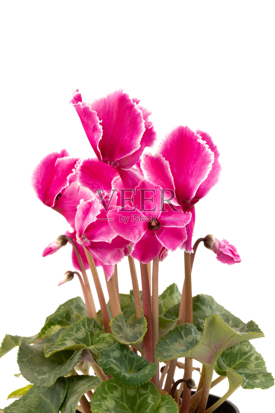 仙客来，常青藤叶仙客来，与粉红色的花，孤立在白色的背景照片摄影图片