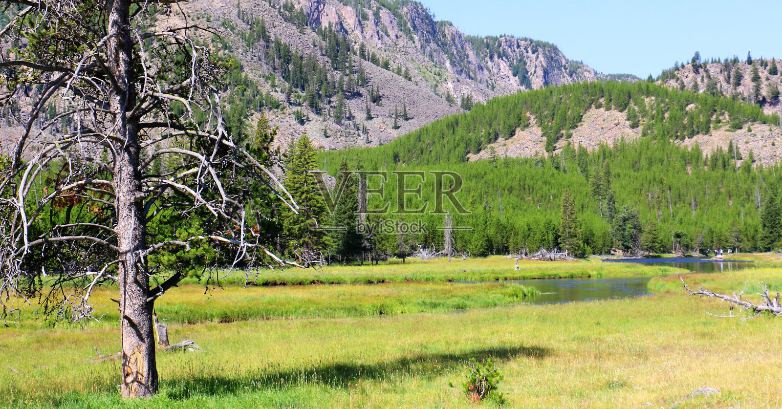 黄石公园照片摄影图片