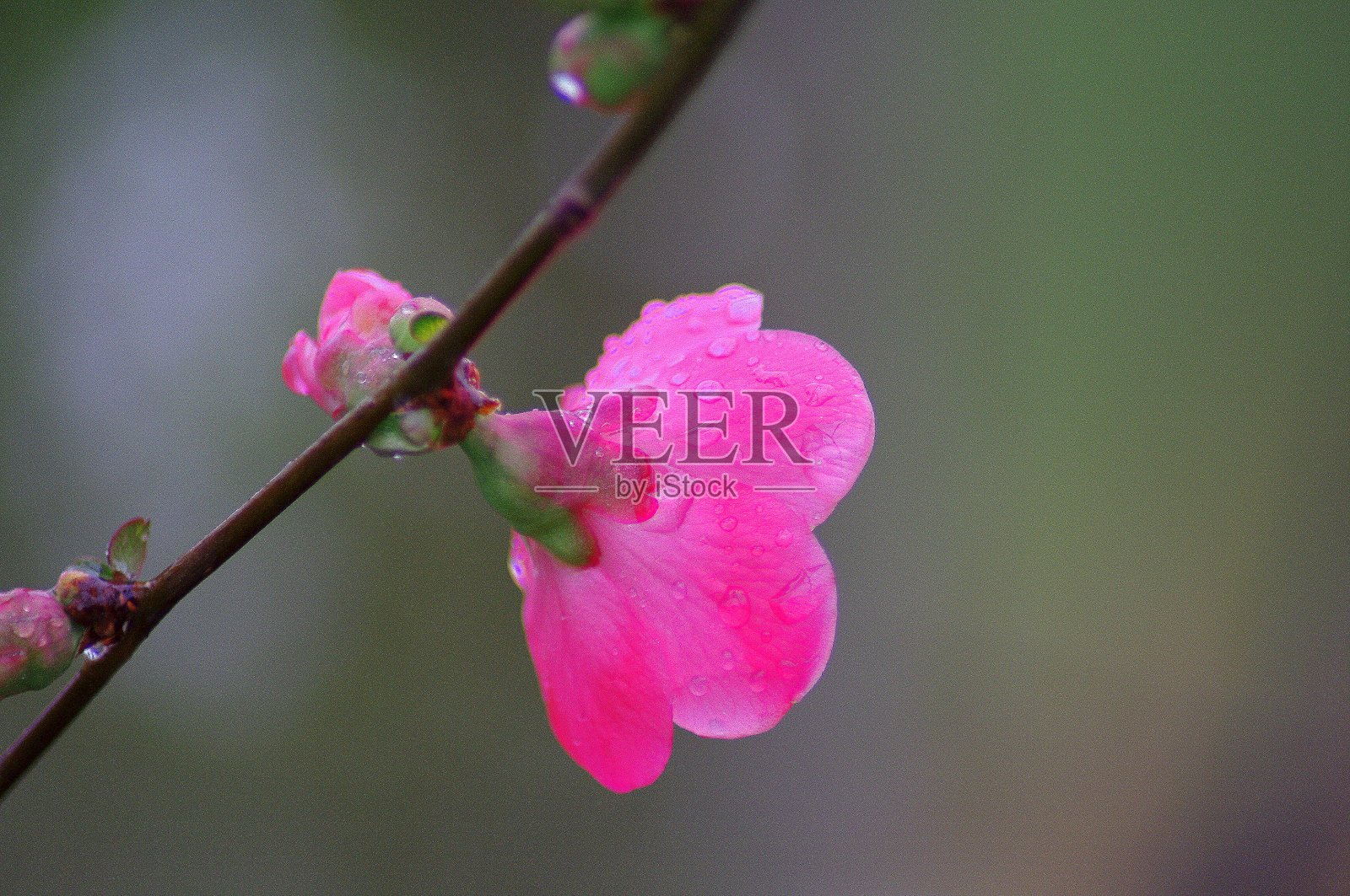 花照片摄影图片