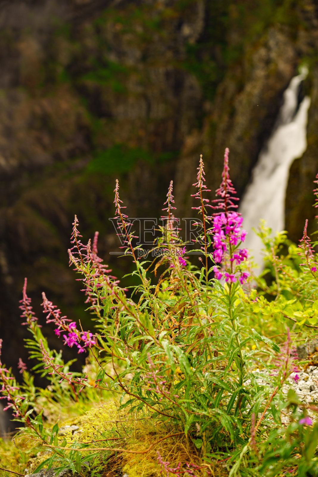 紫色的花，玫瑰月桂在挪威的自然照片摄影图片