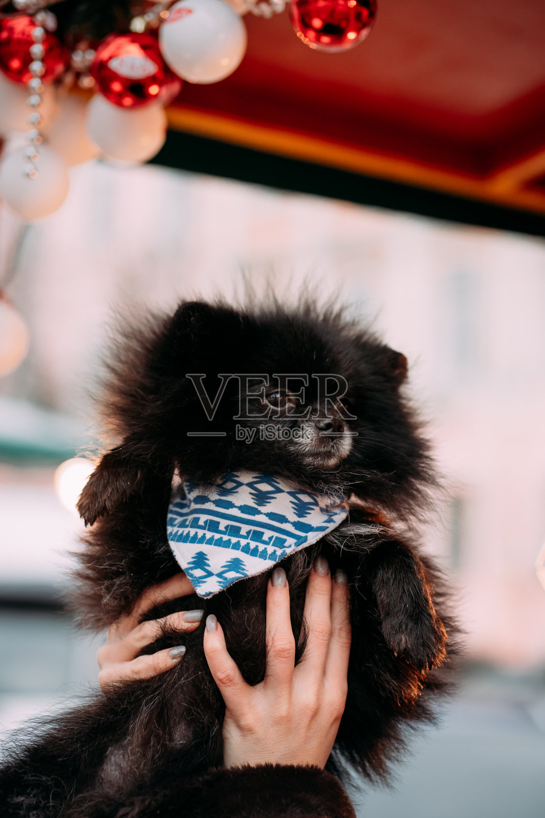 黑色的博美犬在一棵闪耀着灯光的圣诞树的背景上。可爱的狗在一个人的怀里照片摄影图片